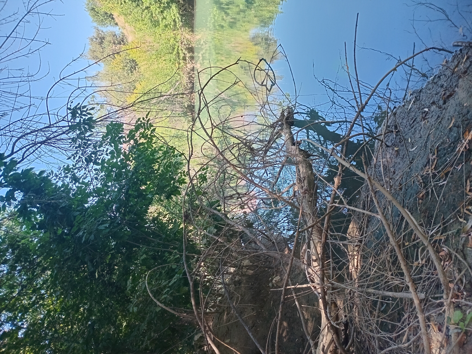 The image depicts a tranquil natural scene by a body of water, likely a river or lake, with lush green trees and vegetation lining the banks. The water is a calm, clear blue, reflecting the surrounding foliage and the bright sky above. Fallen branches and debris are scattered along the muddy shoreline, adding to the natural, untamed beauty of the location. The sunlight filtering through the leaves creates a dappled effect, enhancing the serene atmosphere. This picturesque setting is consistent with natural areas found within or on the outskirts of Tashkent, Uzbekistan, where one might find riverside parks or undeveloped natural reserves. There are no people or animals visible in the image.