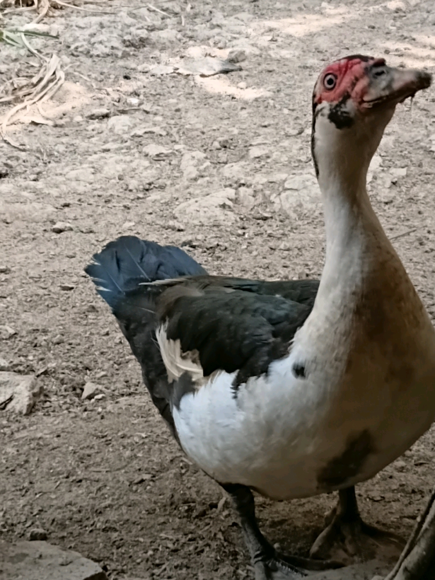 An adult Muscovy duck stands on dry, dusty ground. The duck has black and white plumage, with dark feathers on its back and wings, and a white chest and neck. Its head is mostly white with black markings around the eyes and a distinctive red, warty face. The duck is facing to the right, with its head slightly tilted upwards. The background consists of dirt and small stones, with some dried leaves and vegetation scattered on the ground. The lighting suggests it is daytime, possibly outdoors. No people are visible in the image. The location is described as Margo Rukun, Indonesia.