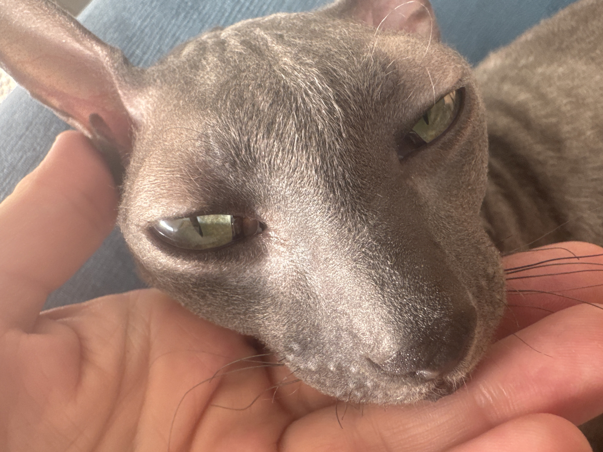 A close-up, eye-level shot shows a person's hand gently stroking the head of a grey, short-haired cat, possibly a Sphynx breed, on a person's lap covered by blue denim fabric. The cat's large, green eyes are prominent, with one slightly more visible than the other. The cat's ears are large and pointed, typical of hairless breeds. The background is blurred, suggesting an indoor setting. The lighting is natural, creating soft shadows. The image is cropped tightly on the cat's head and the person's hand, focusing on the interaction between the human and animal. The image does not contain any specific landmarks or identifying features to indicate its location in Ramat Gan, Israel.