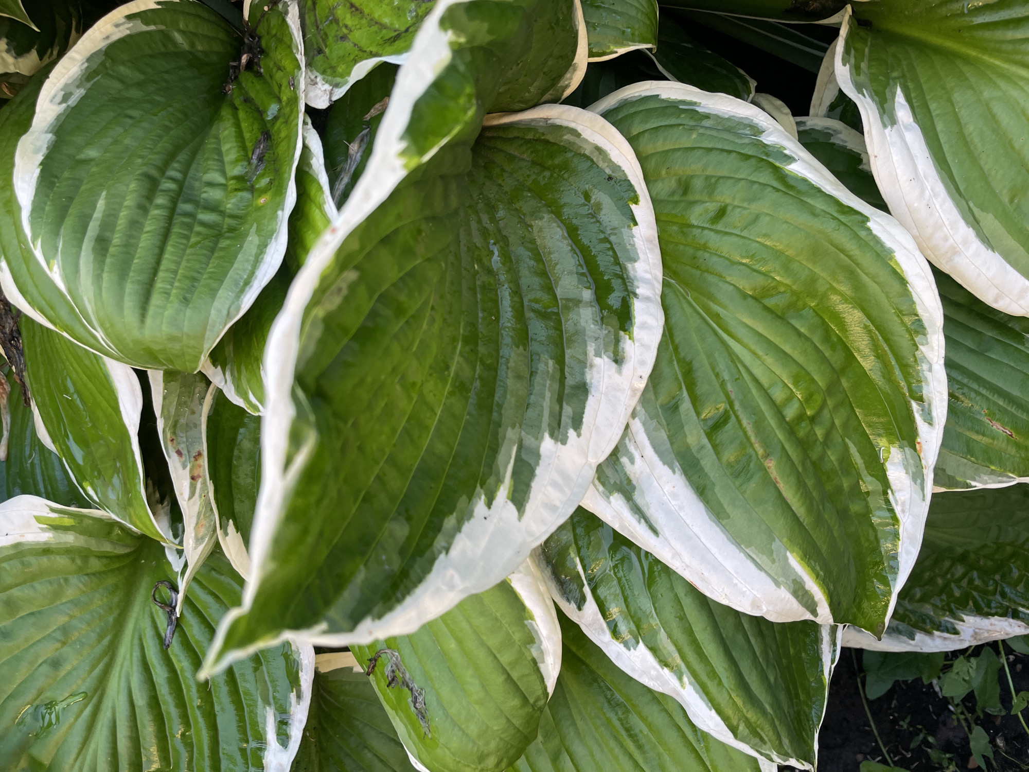 This image is a close-up, overhead shot of hosta plants in Ufa, Russia. The large, variegated leaves of the hostas are the primary subject, with their glossy, wet surfaces reflecting light. The leaves are a vibrant green with distinct white margins. Some leaves show small brown spots, possibly indicating minor damage or natural aging. There are a few dark, small objects visible on the leaves, which appear to be dried leaves or debris. The background is dark, suggesting shade or a dense planting, with hints of soil and smaller green leaves visible at the bottom left. The image captures the texture and sheen of the hosta leaves, highlighting their striking coloration and form.
