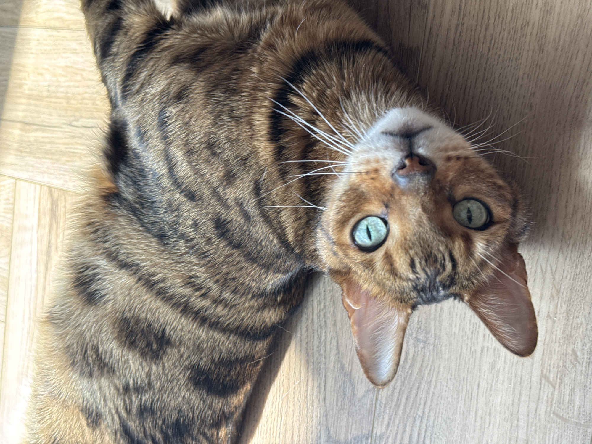 A Bengal cat is lying on a wood-look laminate floor. The cat is brown with black stripes and spots, and its eyes are green. The cat's head is tilted upside down. The location appears to be indoors.