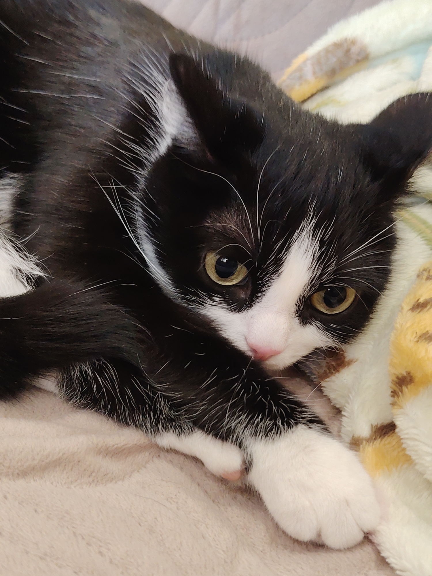 A close-up, medium-shot photograph shows a black and white cat lying on a beige and patterned blanket. The cat is positioned diagonally in the frame, facing towards the right. Its fur is predominantly black with white markings on its chest, paws, and a stripe running down its nose and between its eyes. The cat's eyes are a light yellow-green color, and its nose is pink. Its ears are pointed and black with some white fur on the inside. One of its white paws is visible in the lower right of the frame, resting on the blanket. The blanket underneath the cat is a textured beige, and behind its head, a section of a patterned blanket with brown, white, and yellow stripes is visible. The cat's expression is alert, with its gaze directed slightly off-camera. The lighting appears to be soft and natural, illuminating the cat's features clearly. The image is sharp and focused on the cat.