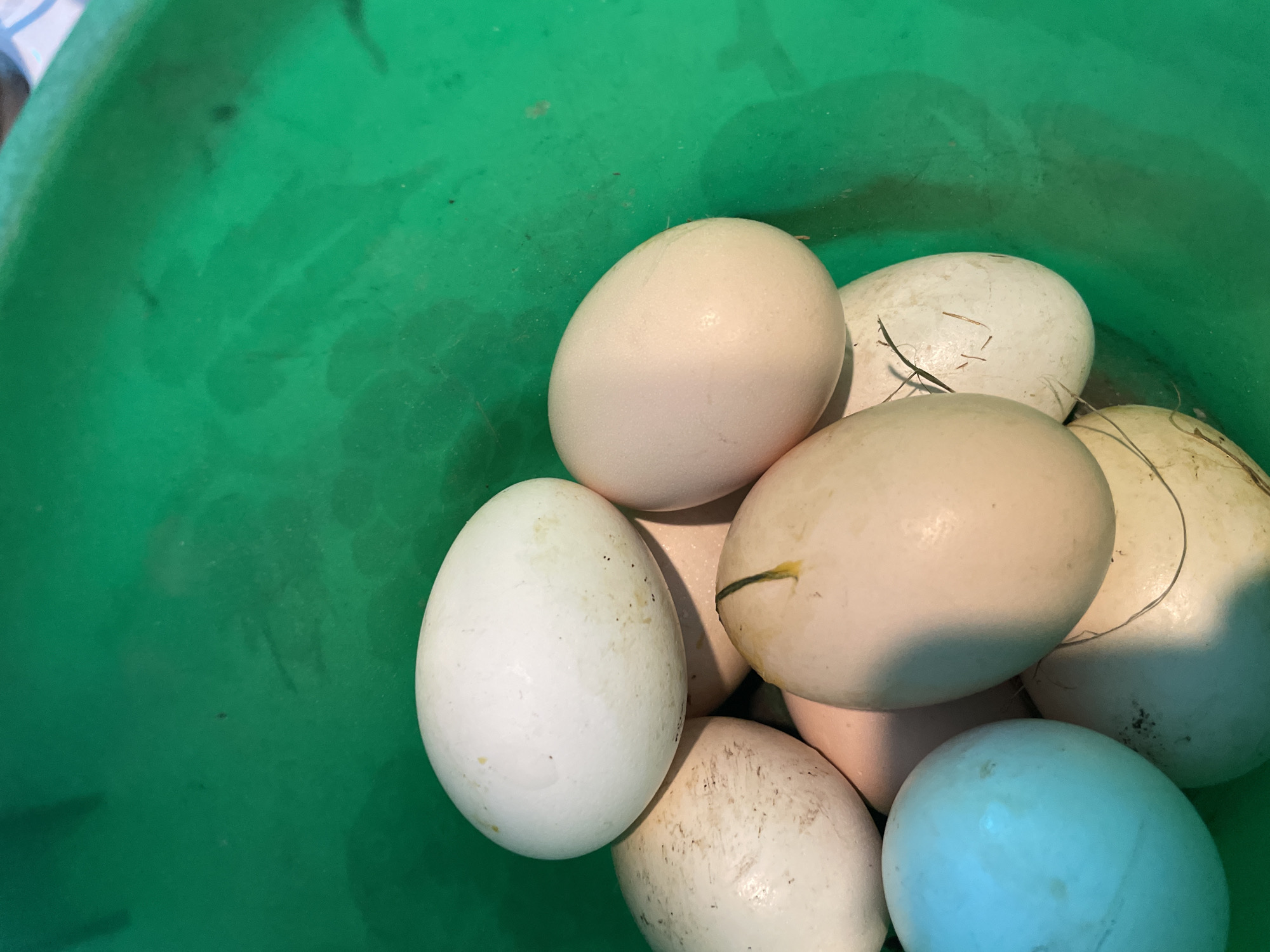 A collection of approximately ten eggs, off-white in color and varying in cleanliness, fills a green plastic container. Some eggs have specks of dirt or pieces of hay attached. The container is partially visible. The location is not discernible as Olginka, Russia from the visual information.