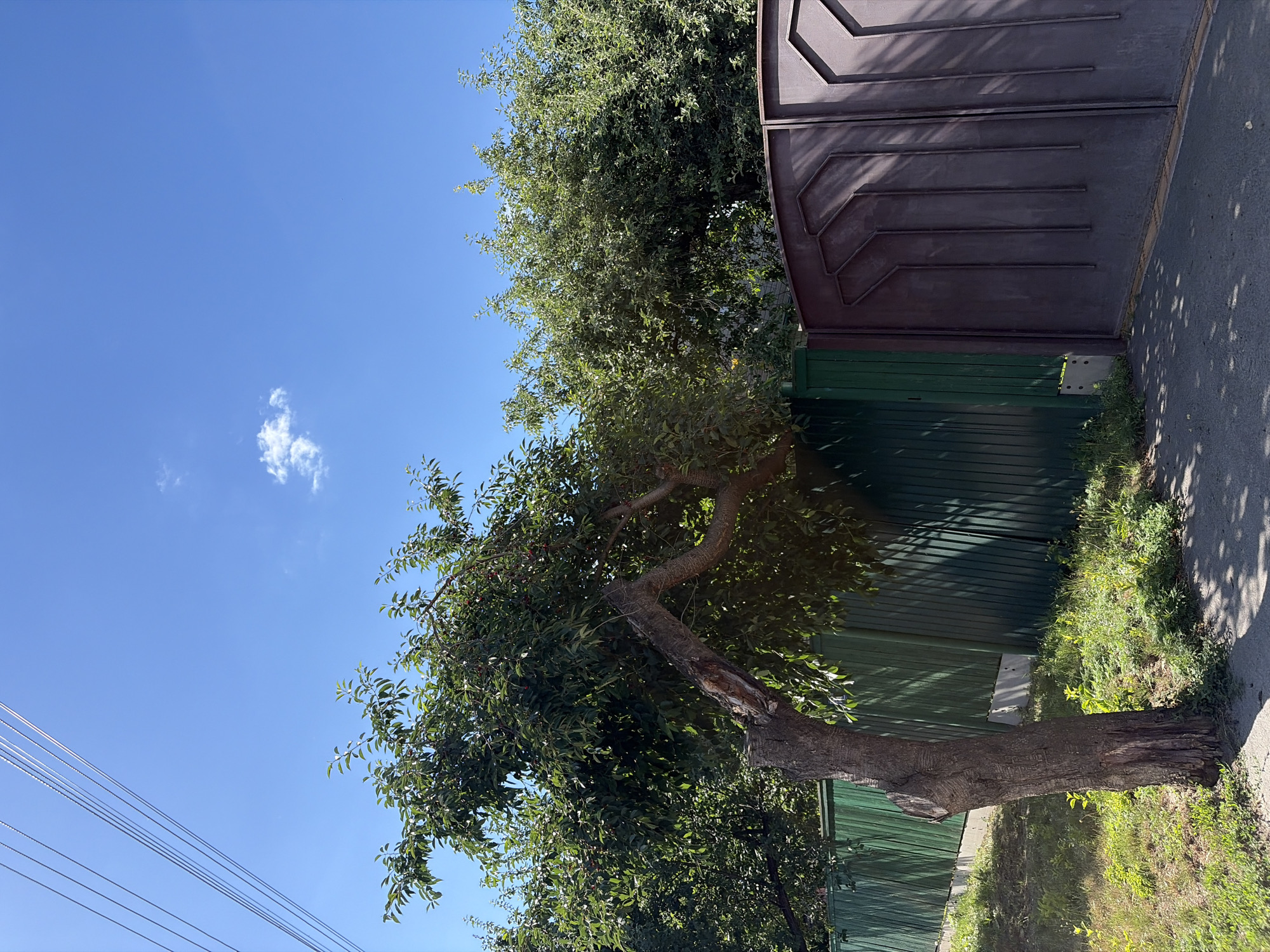 In the city of Chernihiv, Ukraine, on a clear day with a bright blue sky and scattered white clouds, a tree with a gnarled trunk and abundant green leaves stands in the foreground. The tree has a broken branch that extends outwards, exposing rough wood. Behind the tree, a tall, dark brown metal gate with decorative vertical lines is visible. To the left of the gate, a green metal fence runs horizontally, partially obscured by the tree. The ground in front of the fence and gate is covered with grass and some patches of dirt, with shadows from the tree cast upon it. Power lines are visible against the sky in the upper left corner of the image.