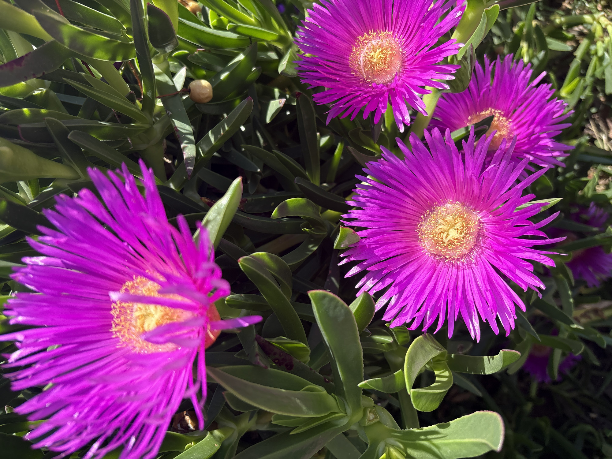 The image shows a cluster of bright magenta flowers with yellow centers, surrounded by succulent, green foliage. One flower is prominently positioned in the lower left corner, partially out of focus, while three others are grouped more centrally, with varying degrees of visibility. The environment appears to be a garden or natural setting, bathed in sunlight. No people are visible. Based on the prompt's instruction, the location is likely Bar, Montenegro.