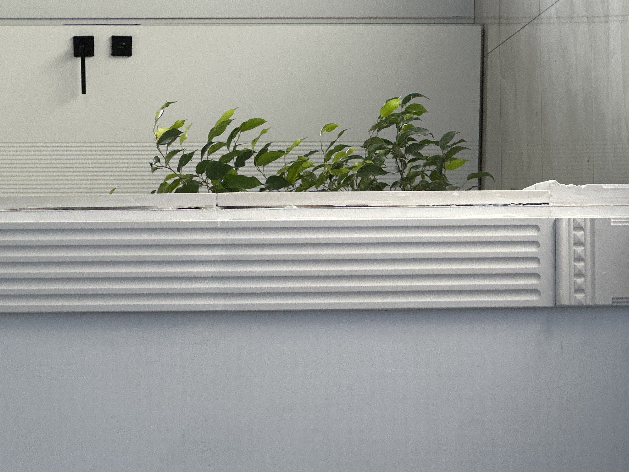 A medium, interior shot displays a plant against a white wall. The plant, featuring green leaves, sits atop a white ledge with horizontally grooved details and decorative molding on the right. Above the plant, the wall transitions to a white, horizontal-striped surface where a black tap and faucet fixture are mounted. The background includes a glimpse of a separate, off-white tiled or paneled wall. The scene appears to be a restroom or washroom in Unknown, Unknown.