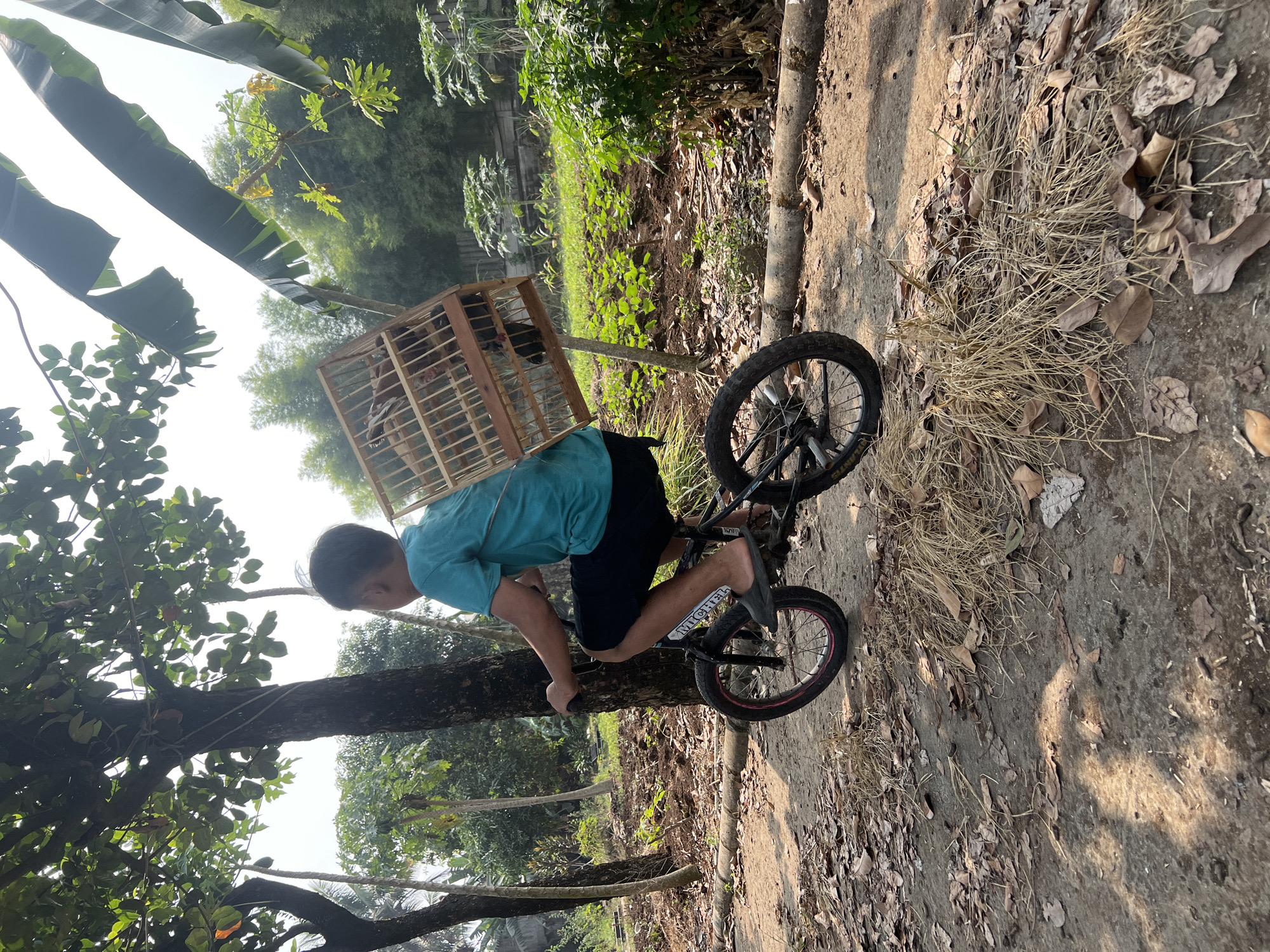 A young boy in a turquoise t-shirt and dark shorts rides a bicycle with a wooden birdcage secured to the back. The cage contains at least two birds. The boy is seen from behind and to the side, with his right foot on the pedal and his left foot on the ground, indicating he is either starting to move or coming to a stop. The bicycle is black with red accents on the wheels.
The scene appears to be an outdoor, rural setting. The ground is a dirt path covered with dry leaves and straw. To the left, there are several trees, including a large one with its trunk partially visible. In the background, there is a cultivated field with rows of green plants, and further back, a dense line of bamboo and other trees, suggesting a tropical environment. Banana leaves are visible in the upper right corner of the image. The lighting suggests it is daytime, with sunlight casting shadows. The location is identified as Klapanunggal, Indonesia.