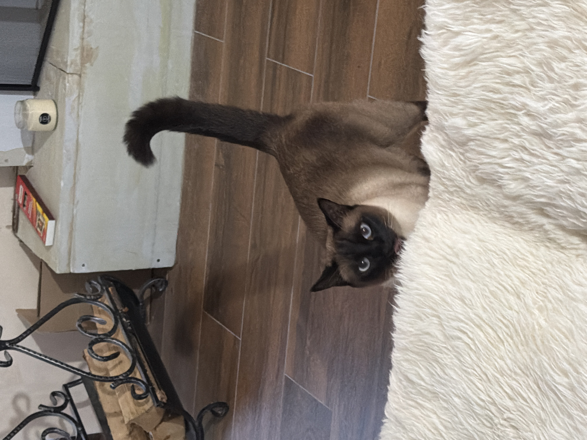 A Siamese cat with dark brown points and piercing blue eyes is peeking over a fluffy white rug. The cat's tail curves upwards and is also dark brown. It is looking directly at the camera with its tongue slightly out. The background consists of wooden flooring and a light-colored fireplace hearth with some decorative items on it. The scene appears to be indoors, likely in a residential setting. There is no indication of the city of Steklyannyi, Russia in the image.