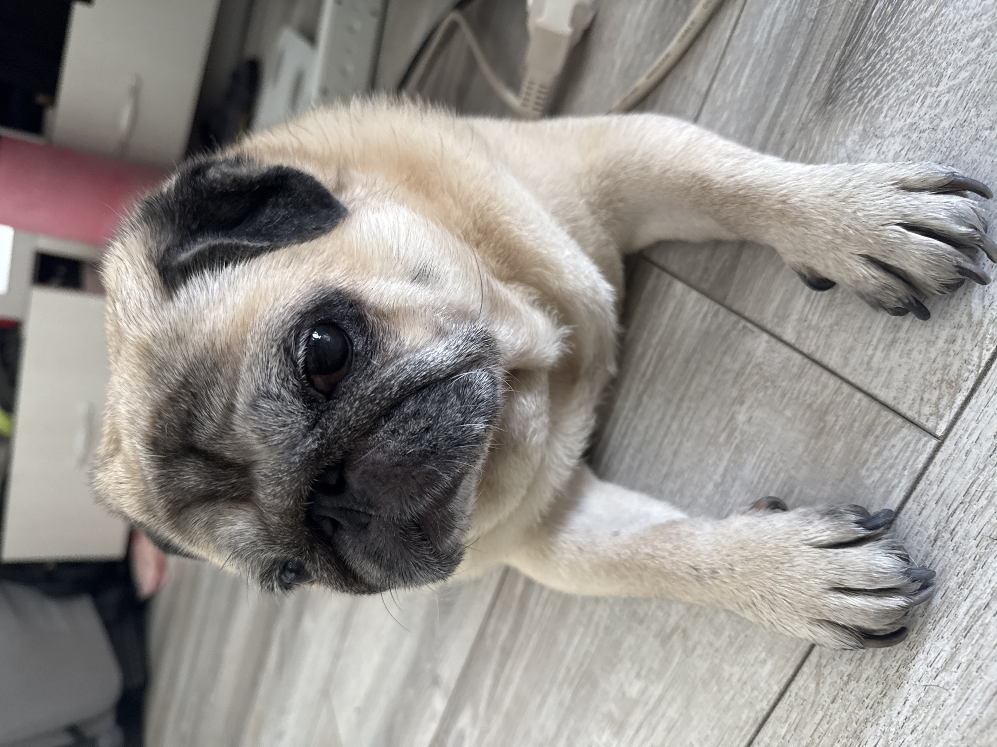 A close-up, eye-level shot captures a fawn-colored pug dog lying down on a light gray wooden floor. The pug's face is the primary focus, with its large, dark eyes looking slightly off-camera to the left. Its muzzle is wrinkled and dark, contrasting with its lighter fur. The dog's ears are small and black. Its front paws are extended forward, with visible dark claws. The background is softly blurred, showing hints of indoor furniture, including what appears to be a white dresser or cabinet and some electrical cords. The lighting is bright, coming from overhead, casting soft shadows. There is no indication of the city of Bishkek, Kyrgyzstan, in the image.