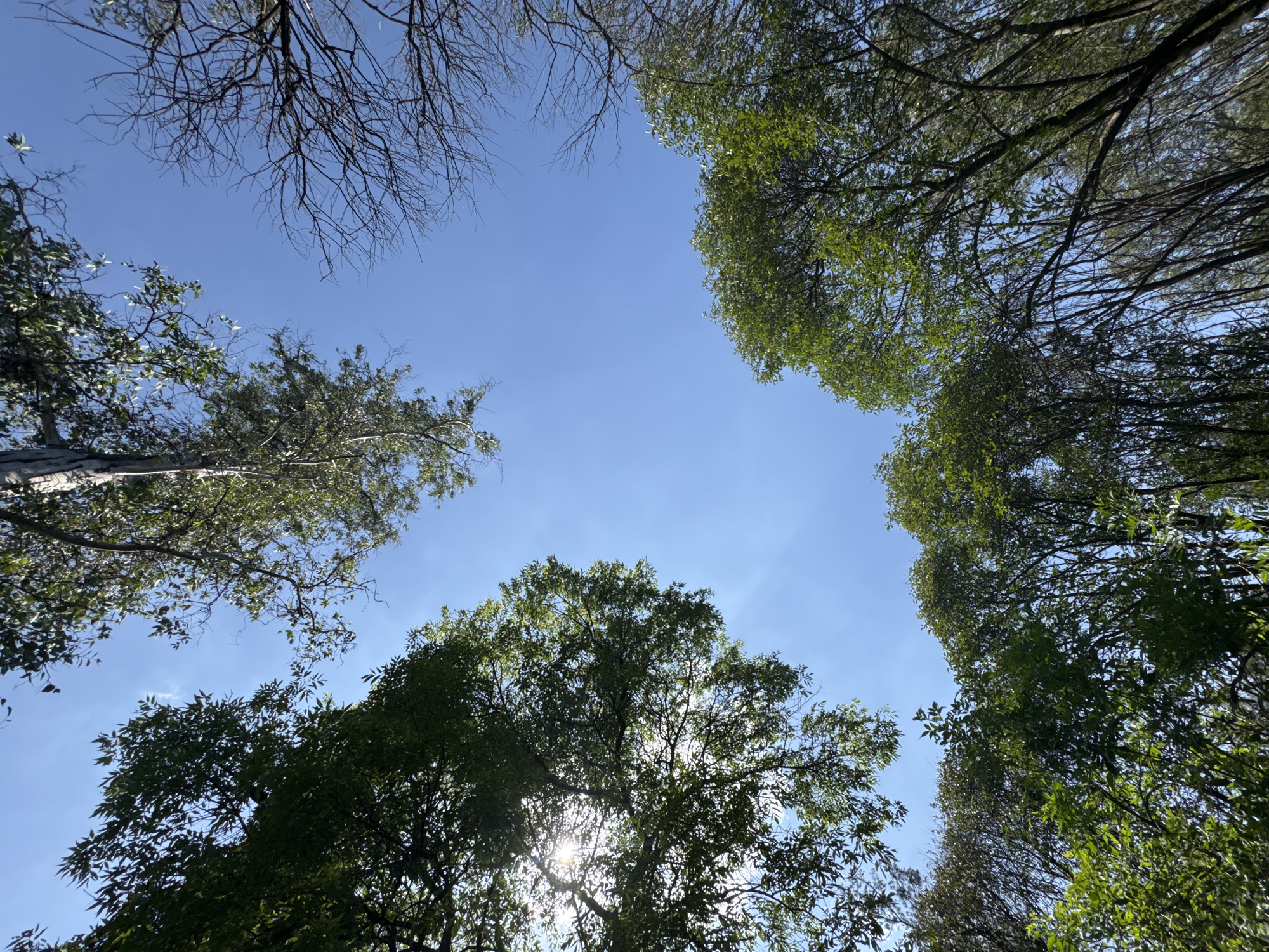 The image is a view looking straight up into the sky, framed by tree branches and foliage. The sky is a bright blue with some wispy clouds. The trees are a mix of bare branches and green leaves, suggesting different species or stages of growth. The sun is visible through the leaves of one tree, creating a starburst effect. No people or other objects are visible. The location is Unknown, Unknown.