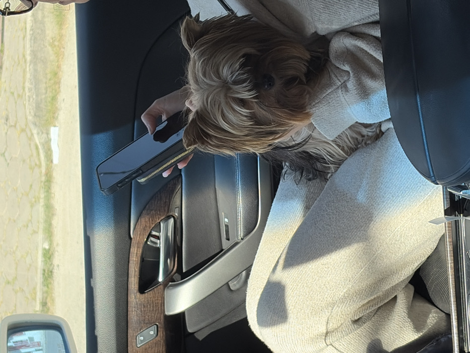 Inside a car, a small dog with long, light brown fur rests on a person's beige-colored jacket. The person holds a black phone with a gold zipper detail on its case, positioned near the car door. The car door's interior features a dark wood trim, a silver door handle, and a power window control. The exterior world is blurred in the background. A black car seat is partially visible.