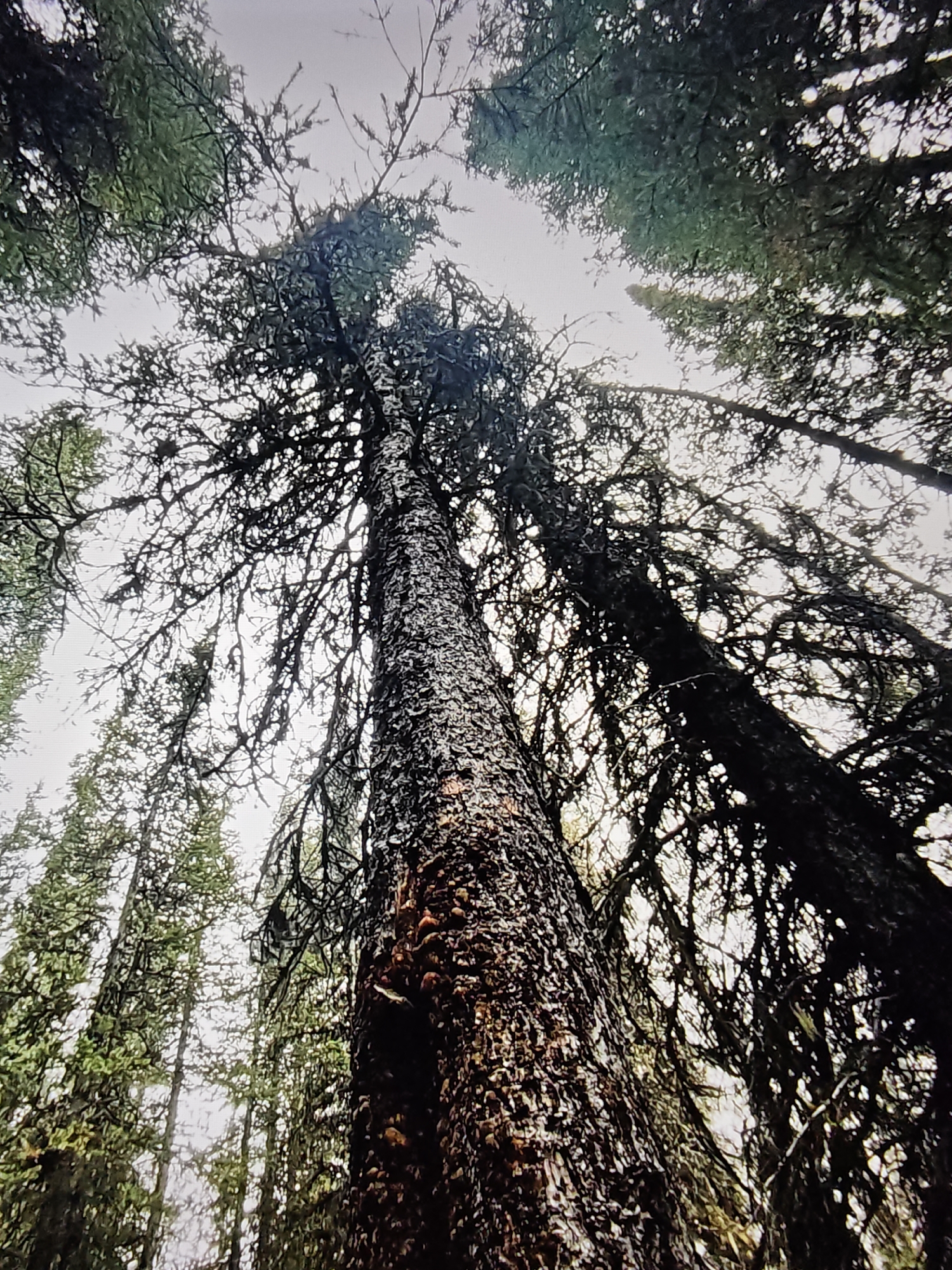 This image is an upward-looking view of a dense forest canopy with a large tree trunk prominently featured in the foreground. The tree trunk is dark and textured, with patches of lighter bark and moss. Its branches, laden with needles and possibly lichen, spread out and intertwine with the branches of other trees. The overall impression is one of a wild, untamed natural environment. The image was taken in Nose Hill Park, a large natural park in the northwest quadrant of Calgary, Alberta, Canada.