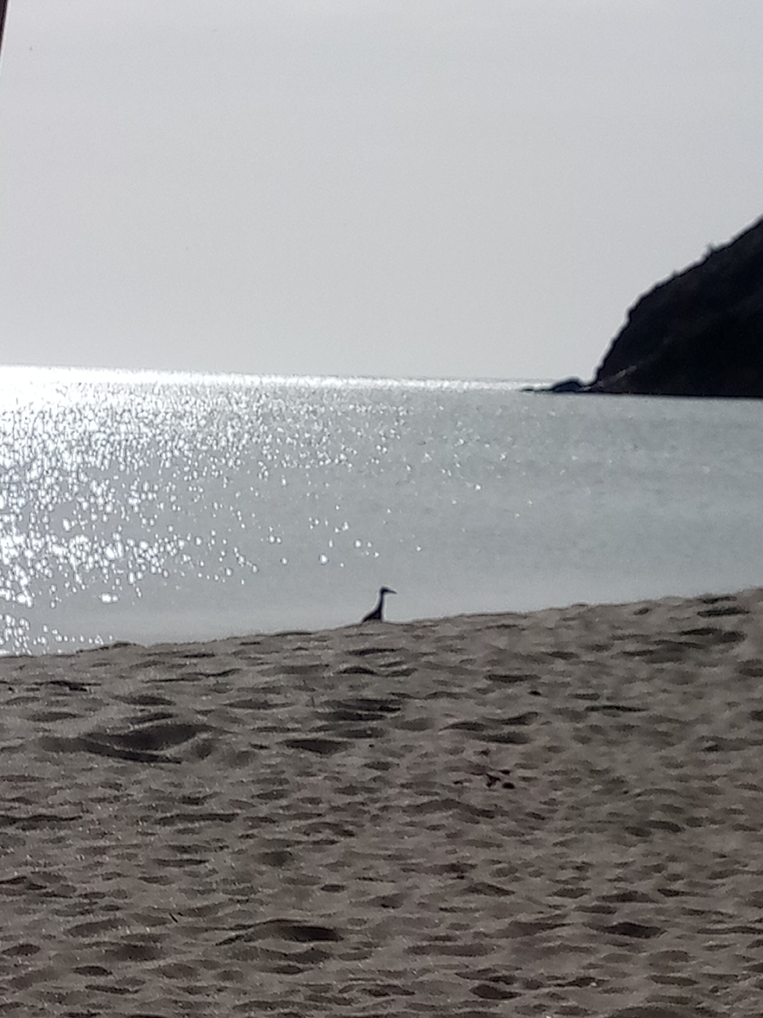 A medium shot shows a beach scene with a small bird silhouetted against the bright sea. The sand in the foreground is light brown with a textured surface, suggesting a recent tide or wind. Behind the bird, the sea reflects sunlight, creating a shimmering effect. A dark, rocky headland is visible on the right horizon. This likely depicts Playa La Galera in Juan Griego, Venezuela, known for its characteristic headland.