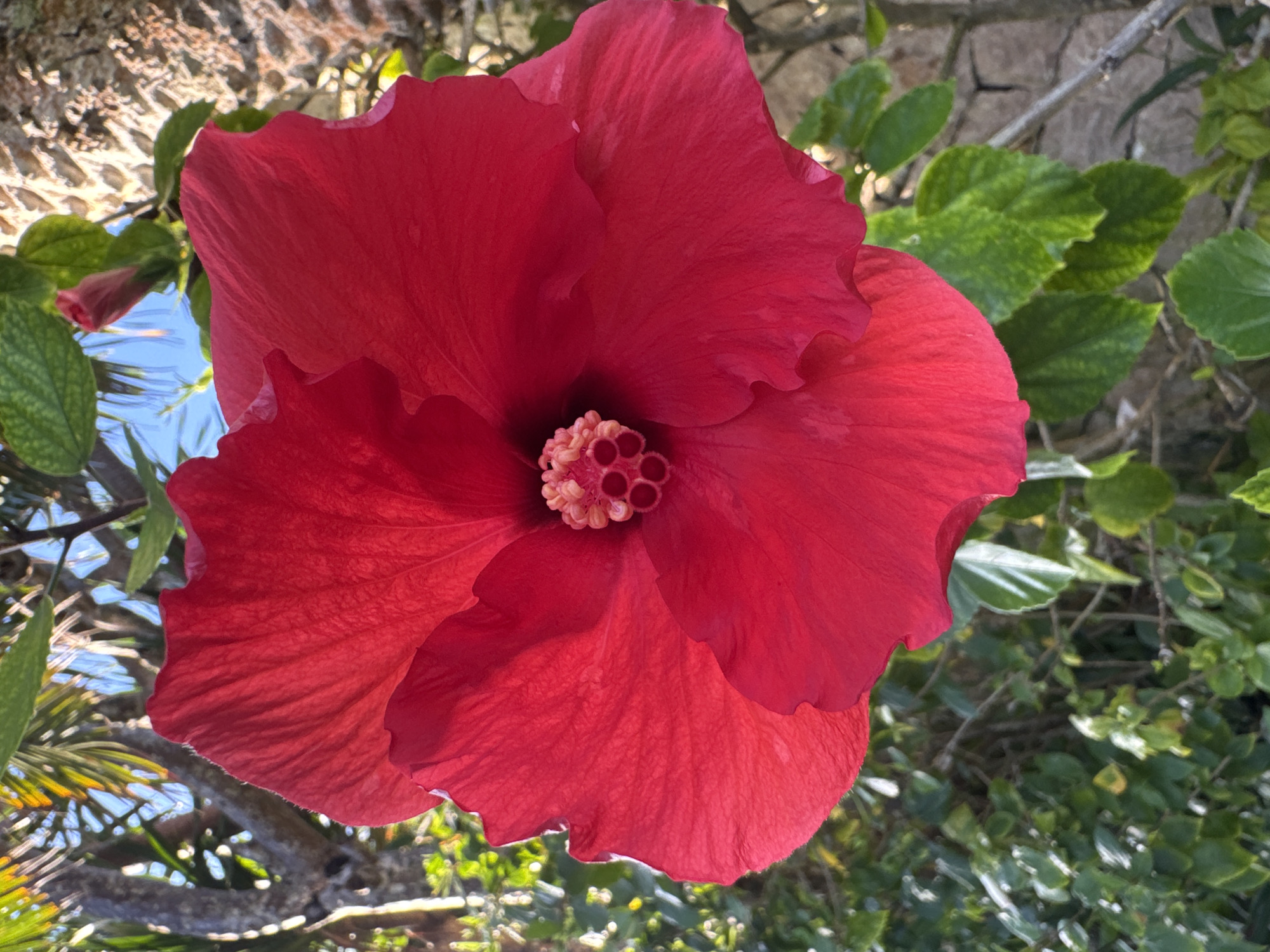 Close-up, upward-angle shot of a vibrant, red hibiscus flower in bloom. The flower is the central subject, featuring a detailed center with visible pollen structures. The background consists of green foliage and branches, suggesting a natural outdoor setting. A stone wall is partially visible in the upper left corner. The sky is visible in the lower left. This image was taken in Jimbaran, Indonesia.