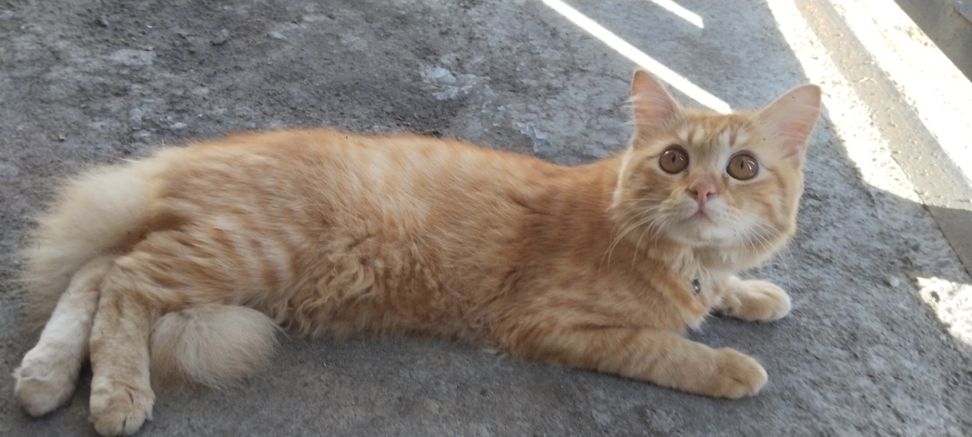 An orange tabby cat with fluffy fur and large, round amber eyes is lying on a textured gray concrete surface. The cat is positioned from head to tail, facing the viewer with its body stretched out. The background shows the same concrete surface with distinct shadows cast by overhead structures, suggesting an outdoor location bathed in sunlight. The cat is wearing a dark collar with a small silver charm. The image appears to be taken in Duman, Indonesia, based on the contextual information provided.