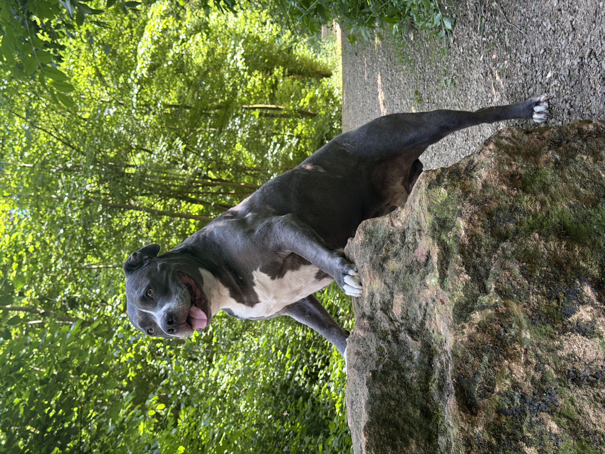 A blue and white pit bull dog is standing on a large, moss-covered rock next to a gravel path in a park in Esch-sur-Alzette, Luxembourg. The dog's front paws are placed on the rock's surface. It is looking to the left with its tongue sticking out. Behind the rock and the dog, there is a gravel path flanked by lush green trees. The lighting suggests it is daytime with bright sunshine filtering through the leaves.
