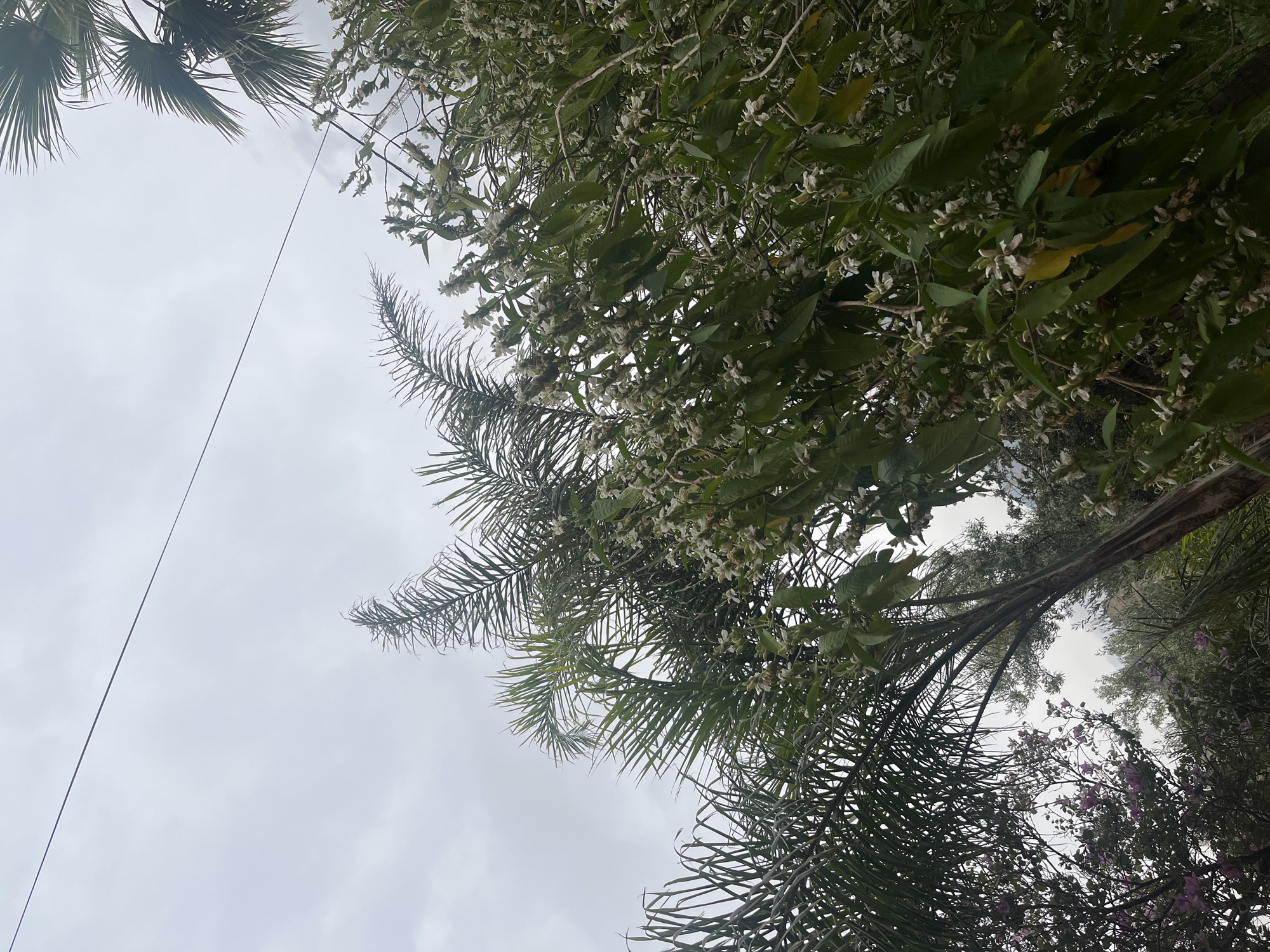 The image, taken from a low angle looking up, captures a dense canopy of trees against an overcast sky. The shot is oriented ninety degrees counter-clockwise, making the trees appear to grow from the left and bottom into the frame.
Dominating the upper and right portions of the image is a tree adorned with numerous small, light-colored or white flowers, interspersed among its green leaves. Its branches create a rich, leafy texture. On the left side and partially at the bottom right, the distinctive fronds of palm trees are visible, extending into the frame. In the lower right corner, below the main canopy, some purple flowers can be glimpsed, indicating another flowering plant.
The sky, visible through gaps in the foliage, is uniformly grey and cloudy, suggesting an overcast day with diffused light. A thin, dark wire or cable stretches diagonally across the sky from the upper right to the lower left, a notable man-made element in an otherwise natural scene.
No human subjects or activities are present. The lush and diverse vegetation, including palm trees and flowering plants, points to a warm climate, consistent with the given location context of Ouaouizert, Morocco. The scene conveys a sense of natural tranquility. There is no visible text in the image.