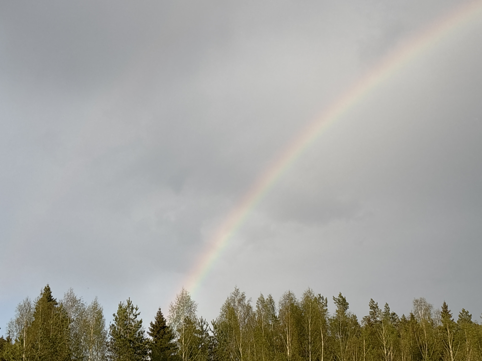 A rainbow arches across a cloudy sky above a line of trees. The location is Razdolye, Russia. The trees are a mix of deciduous and evergreen varieties. The sky is overcast, with varying shades of gray clouds.