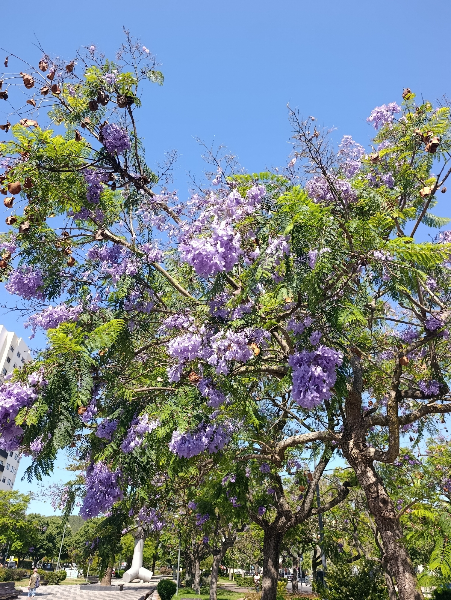 This media file showcases a vibrant Jacaranda tree in full bloom, its branches laden with clusters of delicate purple flowers, set against a clear, bright blue sky. The image captures the essence of a sunny day, likely mid-morning or early afternoon, given the strong lighting and the absence of long shadows. The lush green foliage of the tree contrasts beautifully with the purple blossoms, creating a picturesque natural scene.
In the background, the urban setting of Setúbal, Portugal, is subtly revealed. A modern white building with multiple windows stands to the left, suggesting a city environment. Further back, a park or public space is visible, with paved pathways, benches, and other trees lining the walkways, indicating a well-maintained public area. A few people are present, adding a sense of scale and life to the scene. One person is walking along the pathway in the lower left, while others are visible in the distance, engaged in everyday activities. A distinctive, modern white sculpture is also present in the mid-ground of the park, adding an artistic element to the landscape. The overall atmosphere is peaceful and serene, with the blooming Jacaranda tree serving as the focal point, evoking a feeling of spring or early summer beauty. There is no visible text in the image.