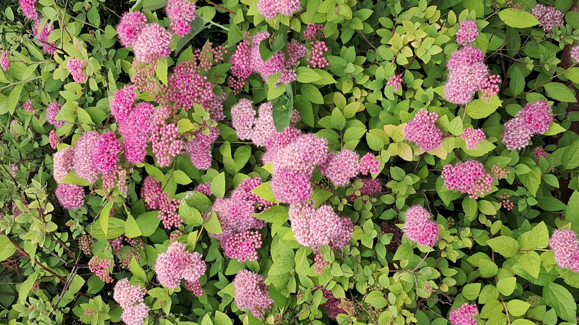 The image is a close-up, overhead view of a densely planted shrub with small, bright pink flowers and green leaves. The flowers are clustered in frothy, rounded masses, some appearing more delicate and feathery than others, indicating perhaps different stages of bloom or species variation. The green leaves are ovate and slightly serrated, with some displaying a lighter, almost yellowish hue, suggesting either new growth or a particular variety of the plant. The overall impression is one of abundant, vibrant flora. There are no people or discernible objects in the scene. The lighting suggests it is daytime, likely outdoors, given the natural setting of the plant. The image has a shallow depth of field, with the flowers and leaves in the foreground and midground being sharp, while the background appears slightly blurred, focusing the viewer's attention on the floral display. There is no visible text in the image. The context provided suggests this plant is located in Vinnytsia, Ukraine.