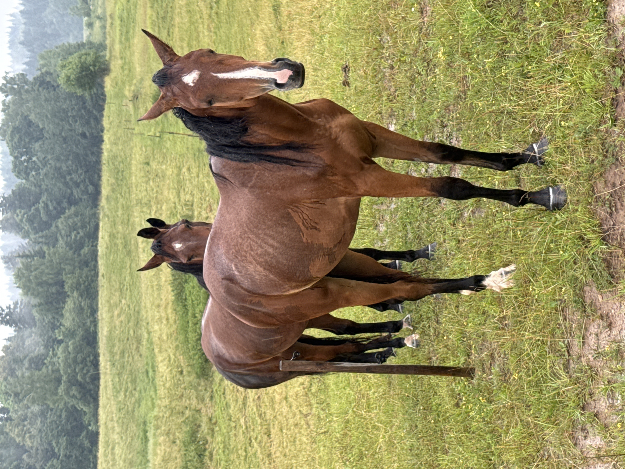 Two horses stand in a muddy, grassy field on a cloudy day. The horse in the foreground is a bay with a white blaze on its face and dark mane and tail. It is facing the camera. The second horse, also bay, is partially visible behind the first, facing away from the camera. The field is bordered by a dense forest in the background. The location is in the vicinity of Galinė, Lithuania.