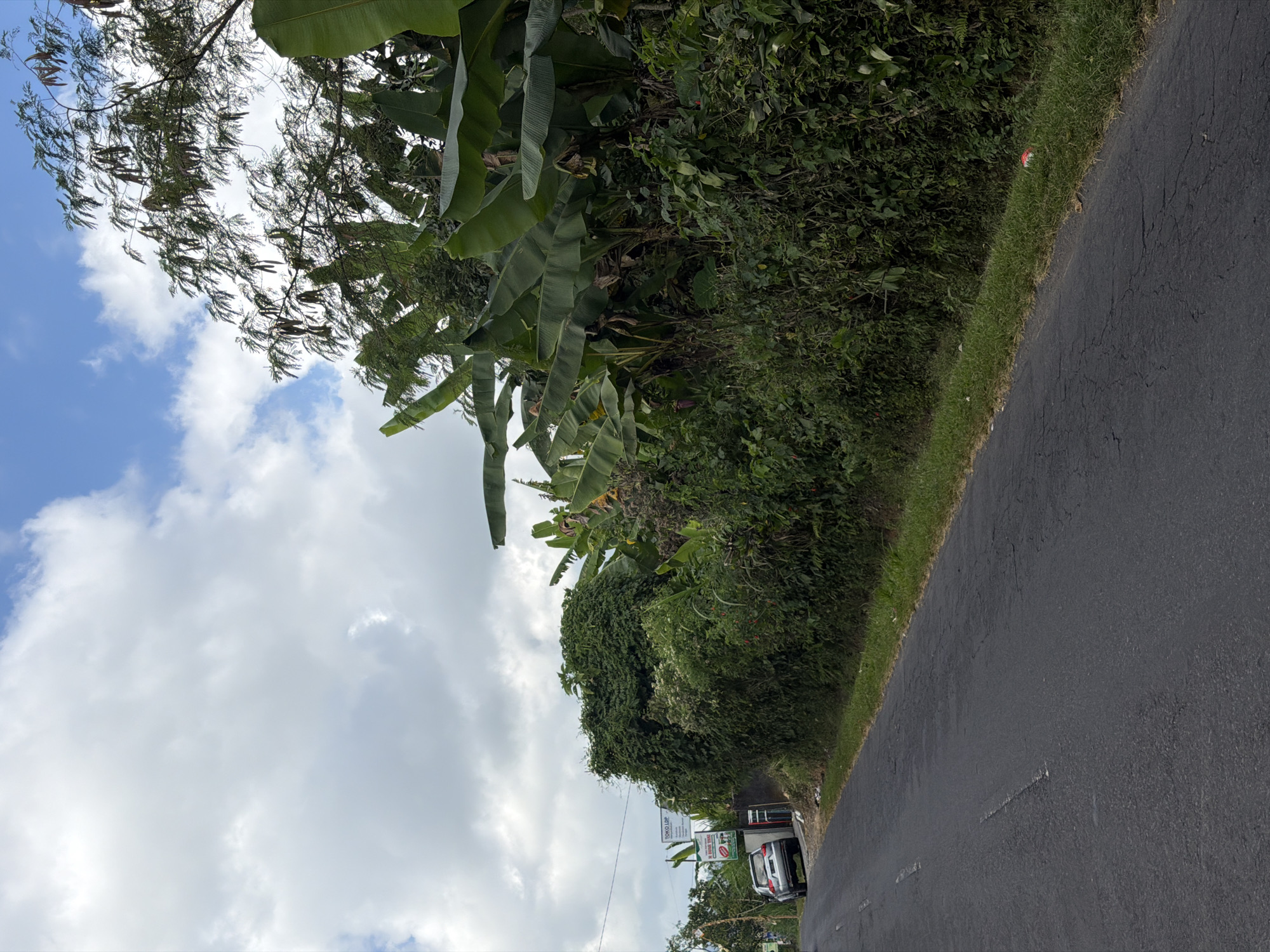 The image shows a roadside scene in Kintamani, Indonesia. A dark asphalt road stretches into the distance, bordered by lush green vegetation. To the left of the road, a silver car is parked on the shoulder near a sign that reads "TOKO LBP". The vegetation on the right side of the road is dense with large banana leaves and other tropical plants, creating a thick wall of green. The sky above is a mix of blue and white clouds.