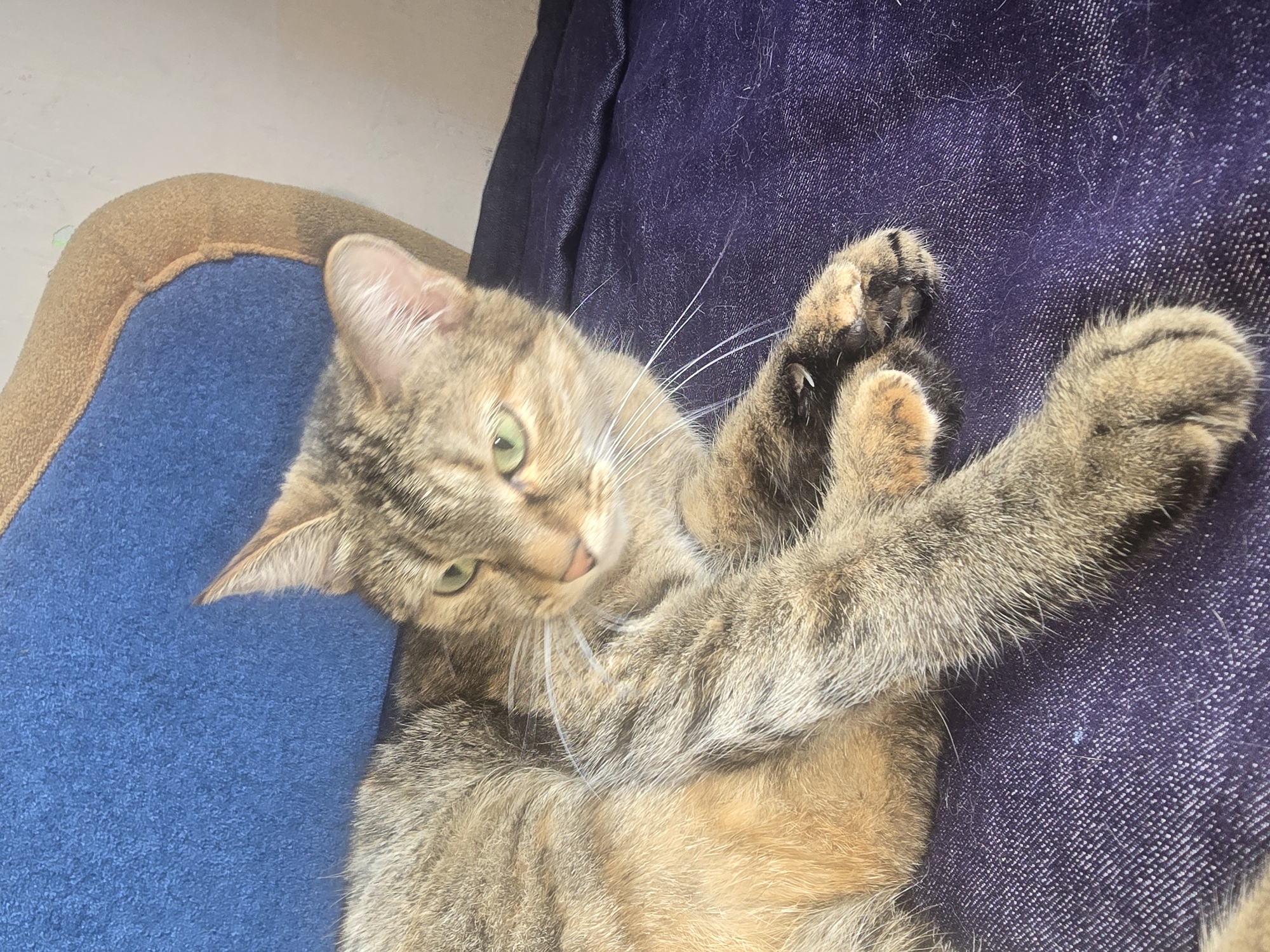 A domestic short-haired cat with tabby markings and green eyes is lying down on a dark purple textured surface, possibly a blanket or upholstery. The cat is positioned on its side, with its front paws crossed and its head turned slightly to the left, looking away from the camera. The cat's fur is a mix of brown, gray, and orange tones, with distinct stripes. A portion of a blue and tan pet bed is visible in the upper left quadrant of the image. The background wall is a neutral, light color. There are no people or other animals present. The image was taken indoors, as suggested by the lighting and the presence of furniture. The location is Ulan-Ude, Russia.