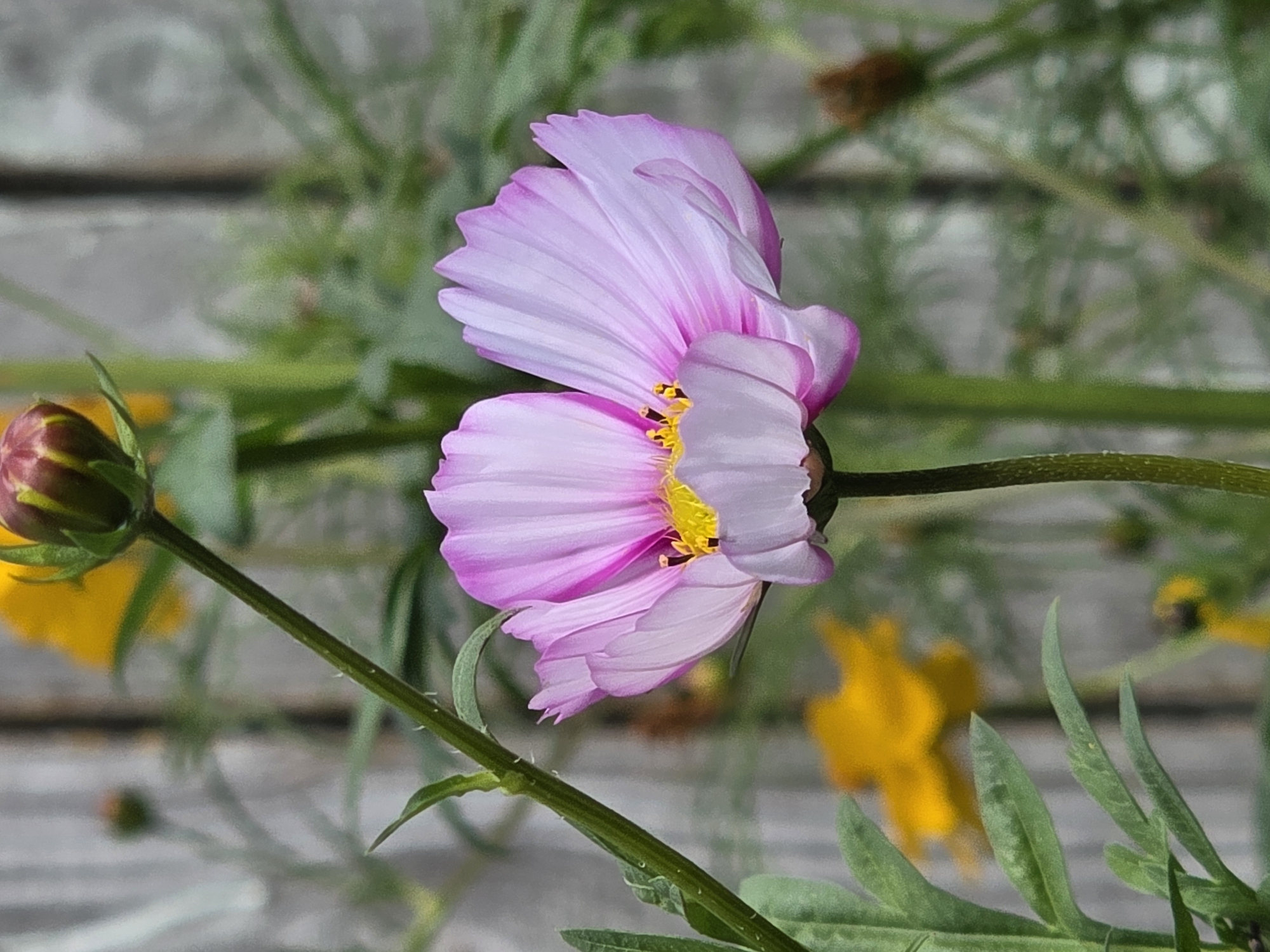 A close-up, vertical, eye-level shot captures a delicate pink cosmos flower in bloom. The flower, facing right, displays its soft, light pink petals with darker pink edges. Its center is a bright yellow, with visible stamens. The flower is positioned to the right of the frame, with a thick green stem visible in the foreground, extending upwards and slightly to the left. A closed bud, predominantly dark red with a hint of green, sits at the top of this stem.
In the background, out of focus, are other elements of a garden. To the left, a blurry yellow flower can be seen, and further back, vertical wooden fence planks form a textured backdrop. Green foliage and other plants are scattered throughout the background, creating a natural, outdoor setting. The overall lighting is soft, suggesting it might be an overcast day or early morning/late afternoon. No people or animals are present in the scene. The image is devoid of any specific landmarks that would allow for precise location identification within Речицы, Russia.