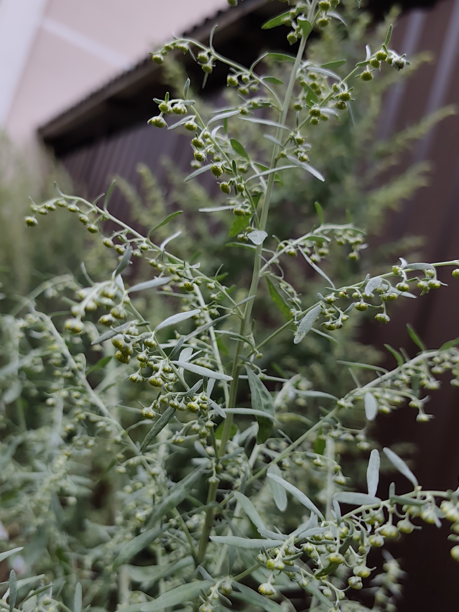 The image is a close-up, vertical shot of a plant with many small, green buds and thin, grey-green leaves. The plant is centered in the frame, with the background out of focus. The background shows a wooden fence or building with horizontal planks and a reddish-brown hue. Above the fence, a section of a building with light pink siding and a dark roofline is visible. The lighting suggests it is daytime, likely overcast given the soft, diffused light. The scene appears to be an outdoor environment, possibly a garden or yard, located in Бараўлянскі сельскі Савет, Belarus. There are no people or animals in the image.