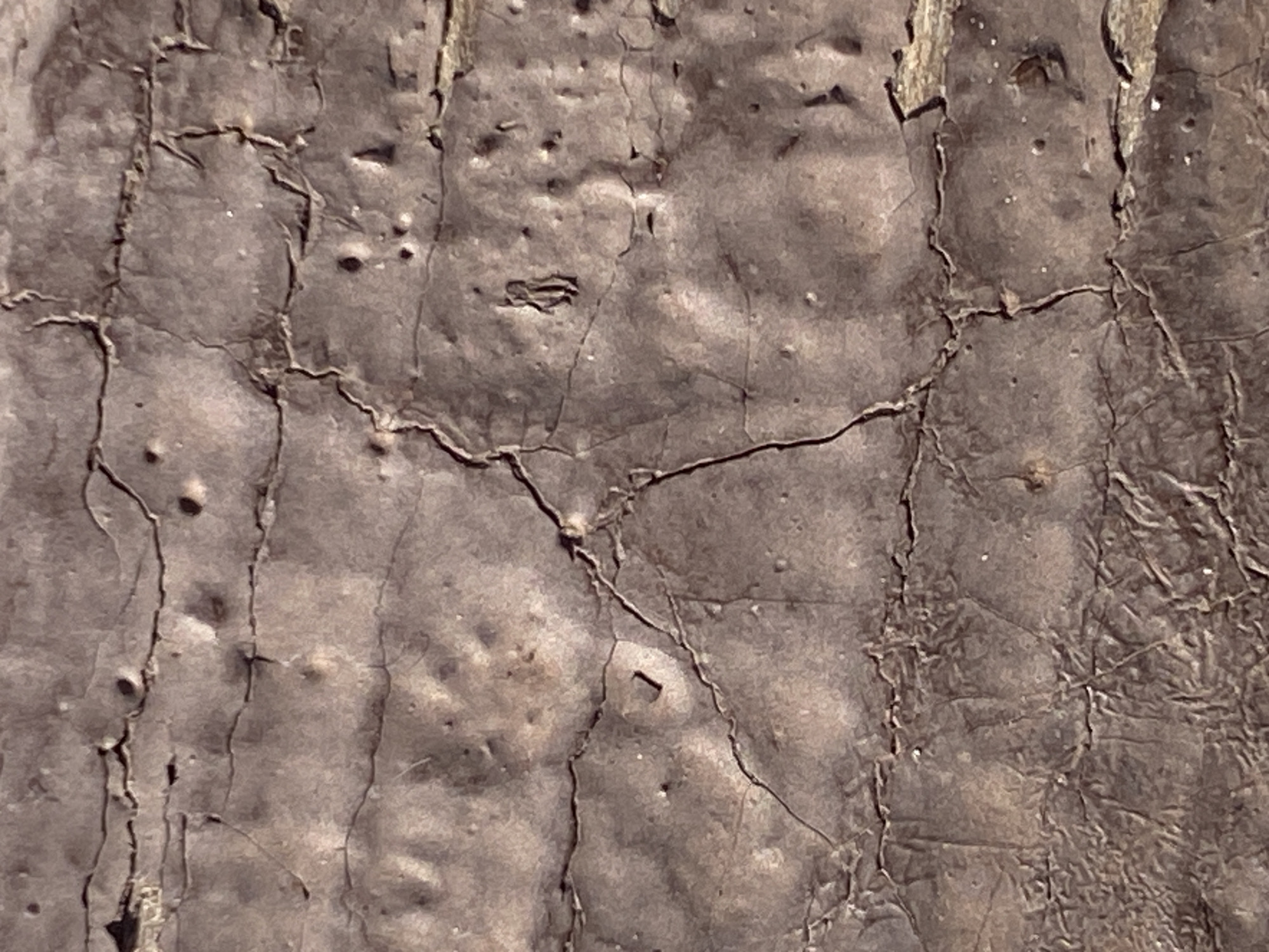 The scene depicts an extreme close-up of a heavily textured, irregularly patterned surface, observed within the city of Chaikovsky, Russia. The surface primarily exhibits various shades of brown, ranging from light taupe to dark earthy tones, with subtle gray undertones. It is characterized by an extensive network of intricate cracks and fissures, appearing aged and brittle. These cracks vary in width and depth, forming a web-like pattern across the entire frame. Numerous circular and irregular indentations, pits, and small bumps are scattered unevenly, contributing to a rough and pockmarked texture. Some areas show signs of blistering or peeling, with slightly raised and crumpled sections. No individuals, recognizable objects beyond the surface material itself, or distinct actions are present in the image. The environment is limited to this detailed surface.