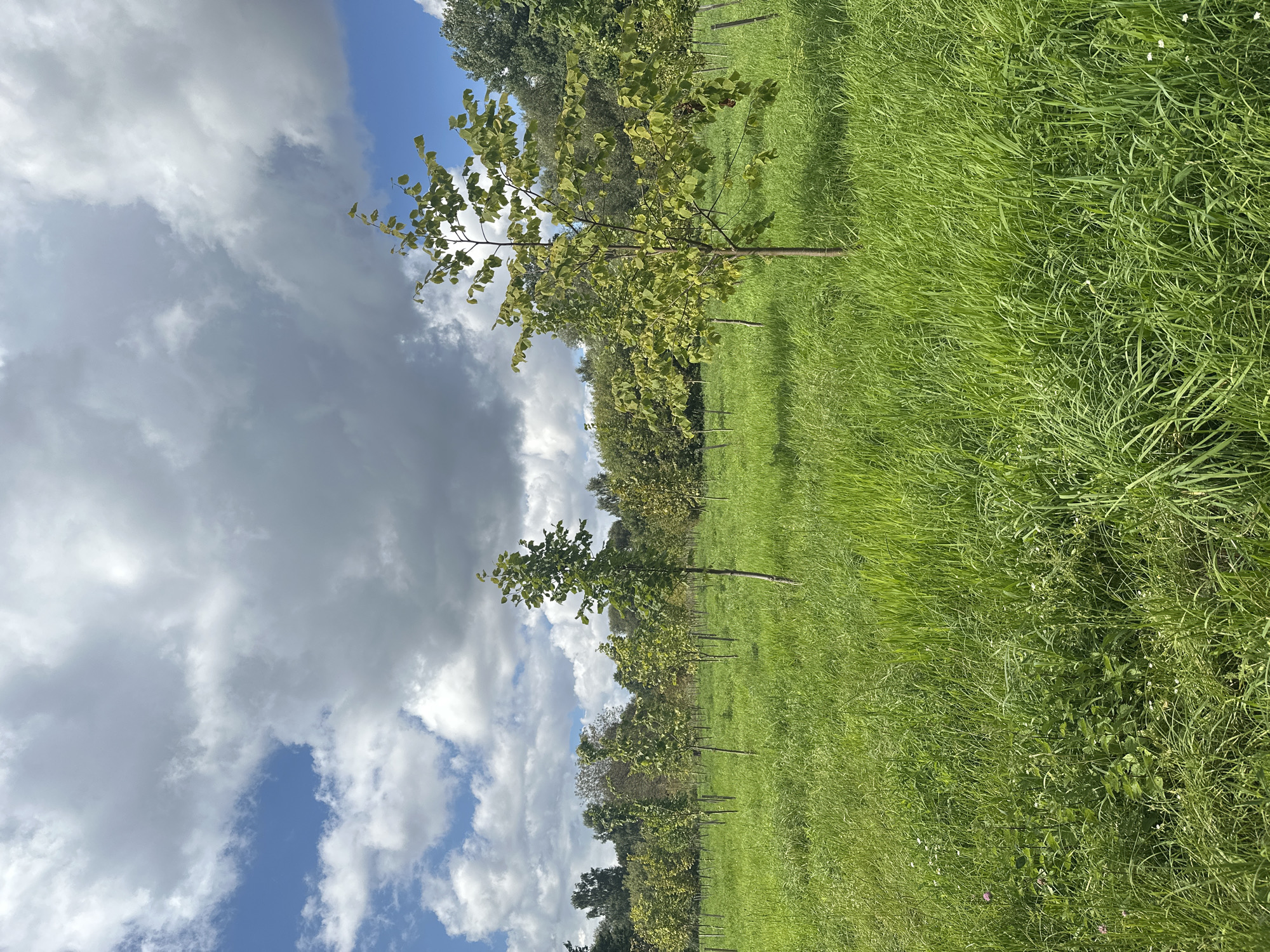 An outdoor, eye-level, vertical shot captures a field of young, thin trees, each supported by a single stake. The trees, varying in height from approximately 3 to 8 feet, are spaced relatively evenly across a lush green meadow. The grass is tall and somewhat wild, with some sparse white flowers visible. In the background, a dense line of mature trees forms a dark green border against the sky. The sky itself is a mix of bright blue patches and large, dramatic gray clouds. The overall impression is that of a young forest or an orchard in its early stages of growth, set against a backdrop of a dynamic sky. This scene is located in the Minks, Belarus.