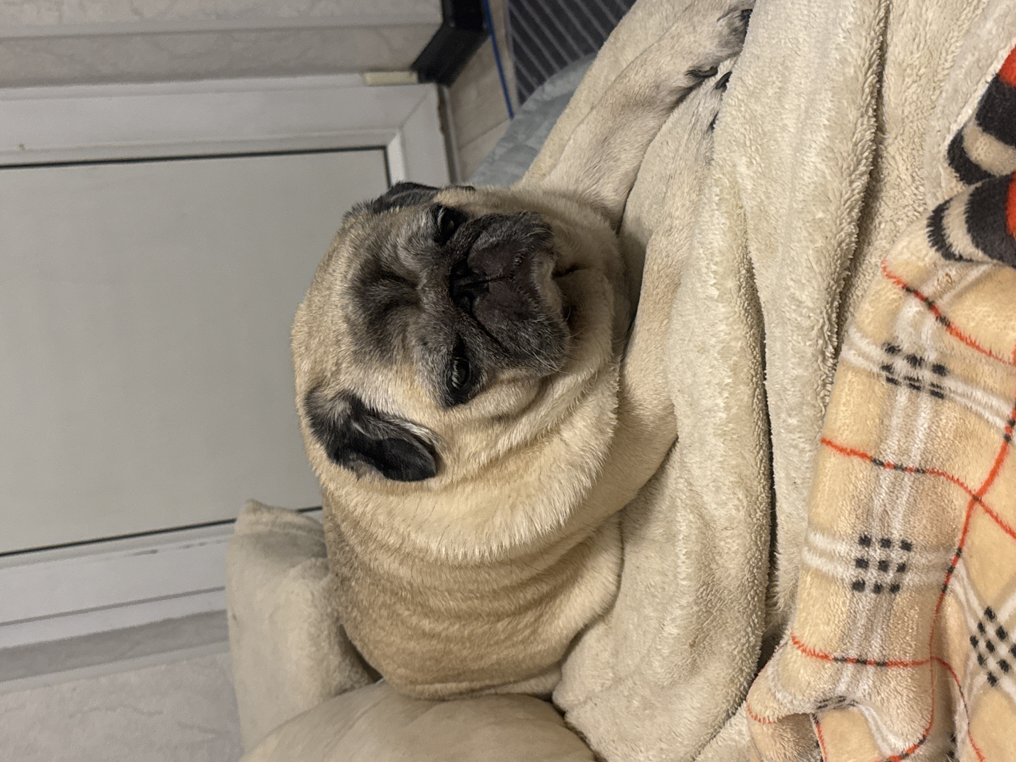 A pug dog is lying on a plush blanket, its body partially covered by another blanket. The dog has fawn-colored fur with black markings on its face and ears, and its eyes are closed. The environment appears to be indoors, possibly a living room, with a white door or window in the background and a patterned rug on the floor. The lighting is dim, suggesting it might be evening or a dimly lit room.