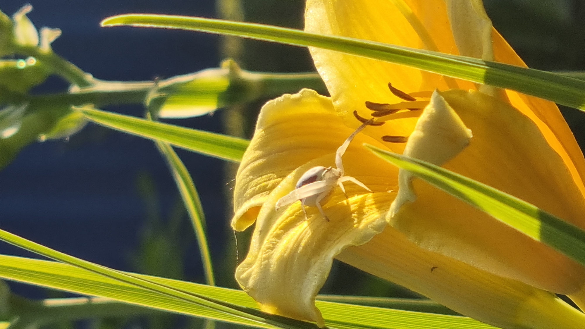 A close-up shot captures a white crab spider perched on a vibrant yellow flower petal, its body angled towards the left with one leg extended upwards. The spider has a distinct purple stripe on its abdomen. Surrounding the flower are long, thin green blades of grass, some sharply in focus and others blurred in the background. The flower itself appears to be a daylily, with its delicate, ruffled petals and dark stamens visible within its center. The background is a deep, dark blue, suggesting a shaded or out-of-focus area, possibly foliage or a dark wall. The lighting indicates it's daytime, with bright sunlight illuminating the flower and casting shadows, creating a sense of warmth and natural beauty. The image was taken in Vysokoe, Russia.
