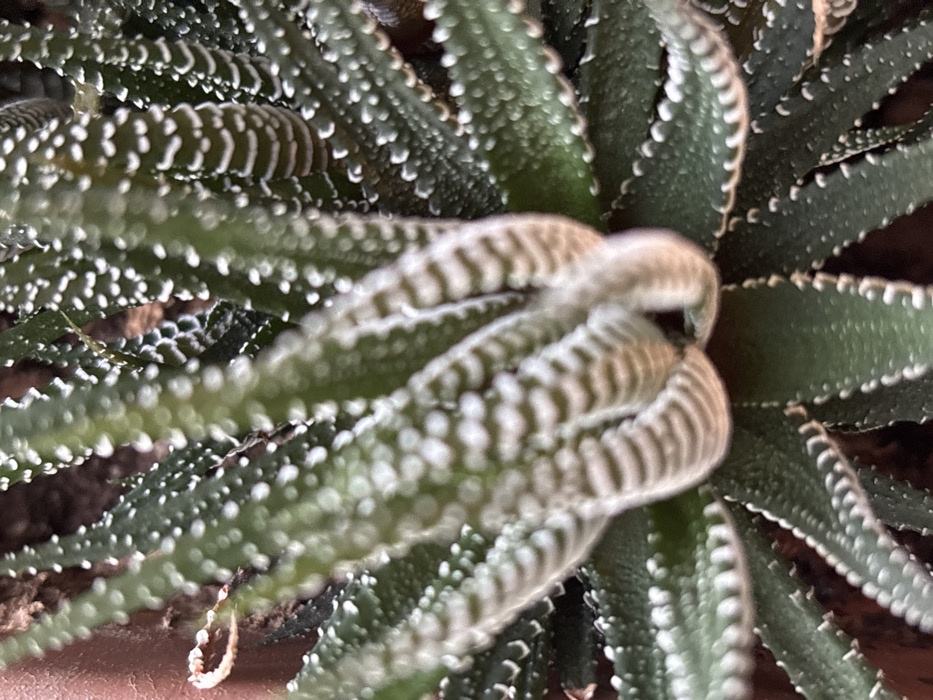 A close-up, top-down view depicts a healthy Haworthia succulent plant with distinctive dark green, pointed leaves arranged in a rosette pattern. Each leaf features prominent, raised white tubercles or bands, creating a patterned texture across their surfaces. The central leaves show a compact, upright growth, while outer leaves spread slightly. The background is out of focus, revealing dark brown, granular material, consistent with potting soil or a growing medium. There are no people, objects, or actions visible other than the plant itself. The scene is located in Velikiye Luki, Russia.