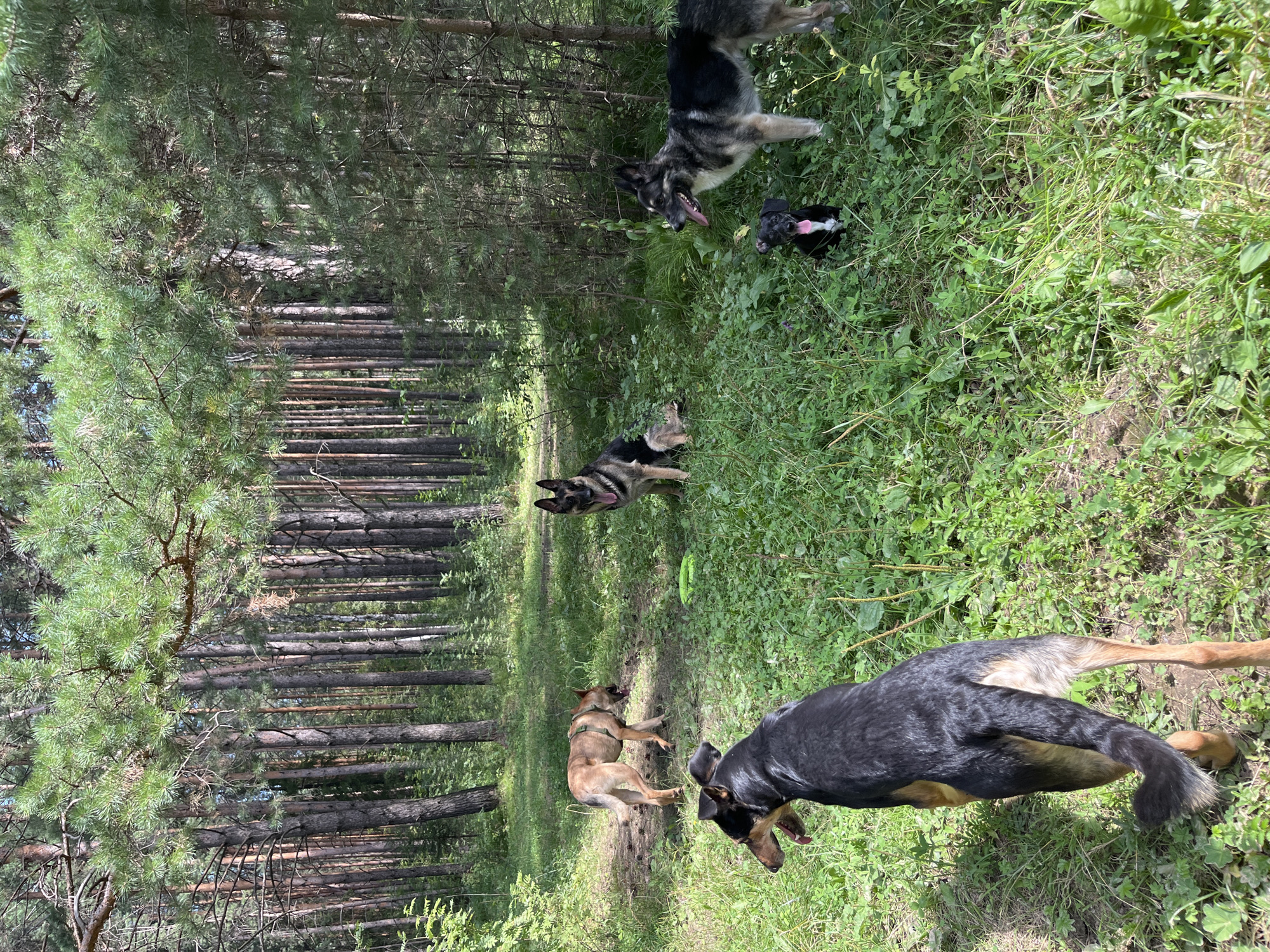 This is a high-angle, full-shot photograph taken in a pine forest in Nizhny Tagil, Russia. The foreground features the hindquarters and tail of a medium-sized black and tan dog walking away from the camera. In the mid-ground, there are four dogs: a tan German Shepherd mix with a harness facing left, a German Shepherd with its mouth open and tongue out facing right, another German Shepherd facing left, and a black and white puppy sitting with its tongue out. The dogs are scattered on a grassy area surrounded by tall pine trees. The lighting suggests it is a sunny day.