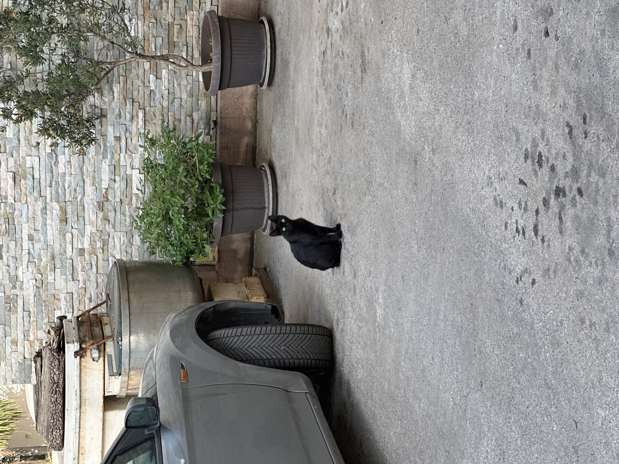 This image, shown in a corrected orientation, captures an outdoor scene in what appears to be a paved area, possibly a courtyard or pathway, in Budva, Montenegro.
The central subject is a sleek black cat with bright, luminous yellow eyes, sitting poised on the grey concrete ground and looking directly at the camera. To the left, a dark grey car, likely an SUV or hatchback, is parked, with its front wheel arch and a tire featuring a distinctive V-shaped tread pattern visible in the foreground. Behind the car, partially obscured, are large, metallic, cylindrical structures and some wooden planks or debris, positioned against a stone wall.
Along the right side of the scene, a textured stone wall is constructed from horizontally laid, rectangular blocks in varying shades of light grey, beige, and white. In front of this wall, two large, dark, fluted planters hold green plants. The planter closer to the viewer contains a dense, leafy bush, while the one further back holds a small, slender tree with sparse branches and delicate leaves, characteristic of an olive tree.
The ground is a rough-textured grey concrete, exhibiting some dark stains or patches, particularly in the upper right section of the corrected image. The lighting is soft and diffused, indicating an overcast day or a shaded environment, with no strong shadows evident. No human figures or discernible text are visible in the frame. The overall atmosphere is tranquil and still.