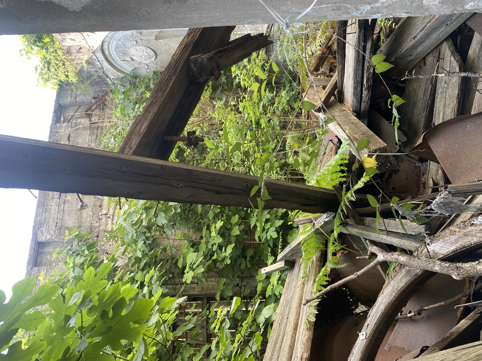 This is a photograph taken in the city of Psakhara, Abkhazia, depicting a scene of urban decay and overgrowth. The foreground is dominated by weathered wooden beams, some broken and others supporting decaying structures. Rusted metal, possibly part of barrels or machinery, is visible underneath the wooden debris. Lush green foliage, including large-leafed plants and ferns, has aggressively reclaimed the space, growing through and around the remnants of human construction. In the background, a weathered concrete wall suggests the former presence of a building. An arched niche with decorative elements is visible on this wall, hinting at past architectural features. The overall impression is one of nature's resurgence in a forgotten or abandoned location. There are no people or animals visible in the image.