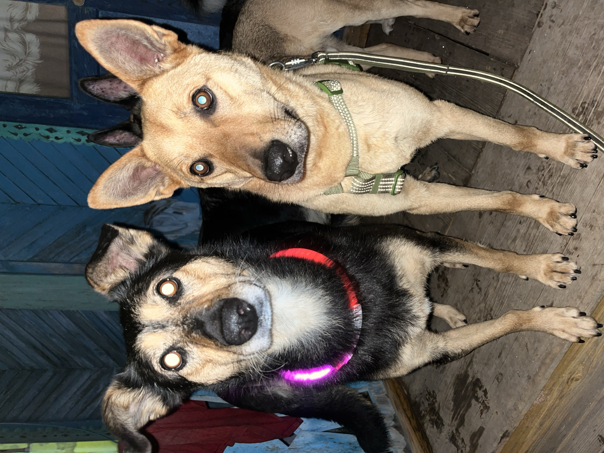 Two dogs, one black and tan and one tan, stand on a wooden porch. The black and tan dog wears a glowing pink and red collar. The tan dog wears a green harness with a reflective leash. The dogs are facing the camera with their eyes wide open. The background is a blue wooden wall. The scene appears to be at night. The location is believed to be in Nizhny Tagil, Russia.