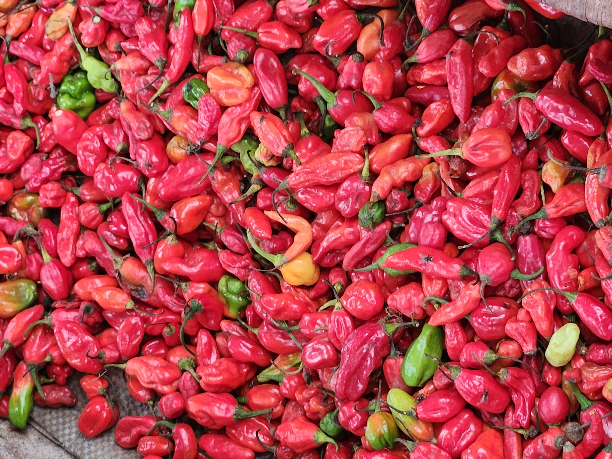 A close-up, overhead shot displays a large pile of red chili peppers. The peppers vary in size and shape, with some being elongated and others more bulbous. A few green and yellow peppers are interspersed within the red ones. The lighting is bright, highlighting the textured surfaces of the peppers. The scene is an outdoor market stall in Sabon Tasha, Nigeria, where these vibrant chilies are available for purchase.