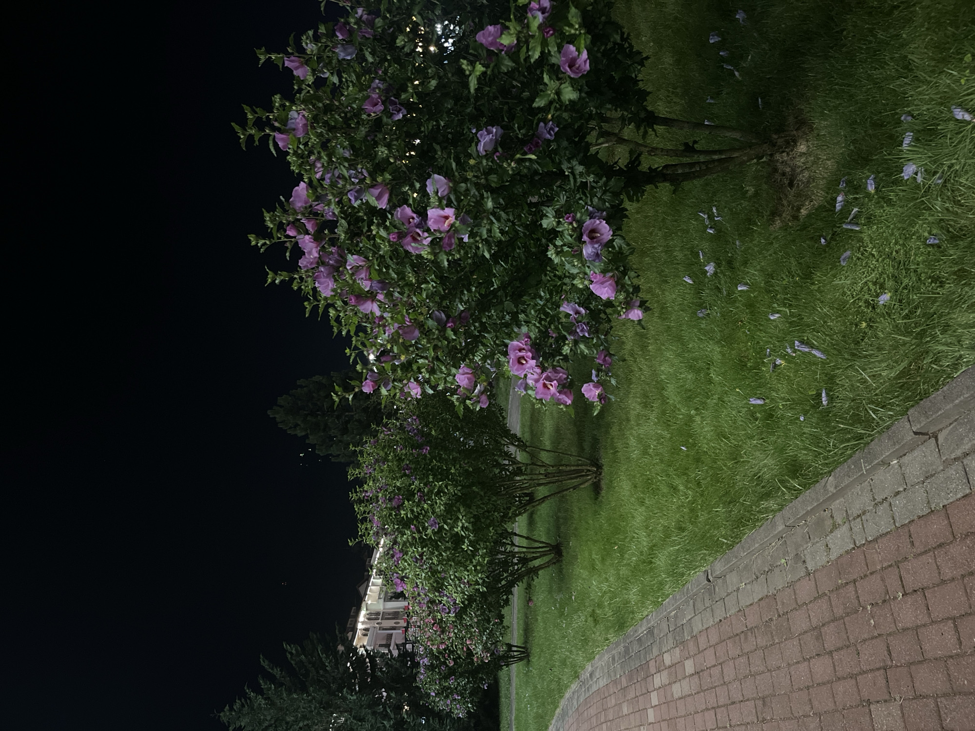 The image depicts a row of blooming hibiscus bushes at night, set against a dark sky and a manicured lawn. The hibiscus bushes are laden with vibrant purple flowers, with some petals scattered across the green grass. A brick pathway runs along the right side of the frame, separating the lawn from an unseen area. In the background, a building with illuminated windows is visible, suggesting a residential or commercial setting. The time of day is clearly night due to the dark sky and artificial lighting illuminating parts of the scene. The weather appears to be calm. The scene evokes a sense of nighttime tranquility in a well-maintained urban or suburban environment. No visible text is present in the image. The image appears to be taken in Estosadok, Russia.