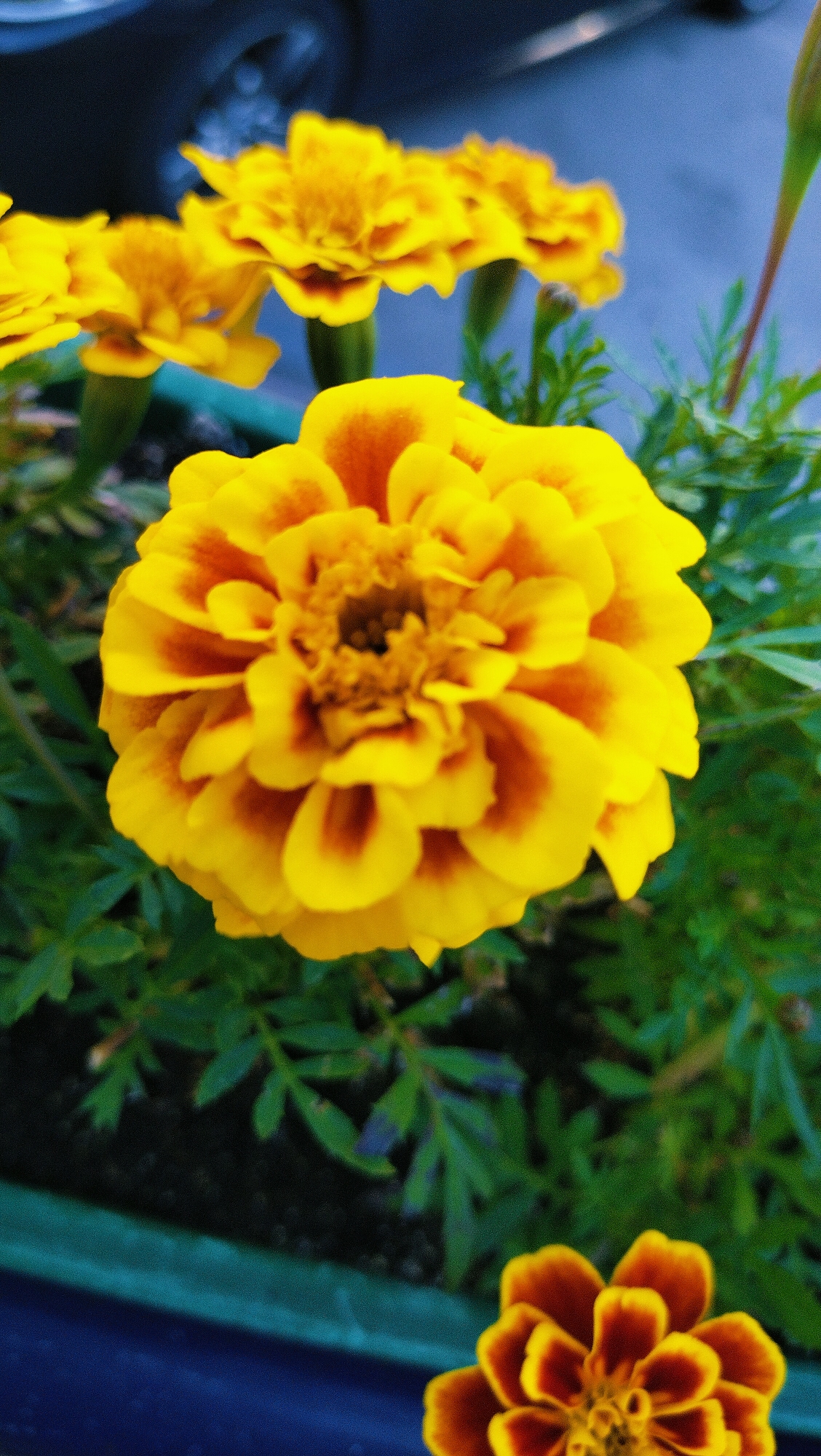 A close-up, vertical, eye-level shot captures a vibrant display of marigolds in the city of Horishni Plavni, Ukraine. The primary focus is a large, fully bloomed yellow marigold with rich orange-red markings on its petals, positioned in the center of the frame. Its intricate layers of petals are clearly defined, with a detailed center. Behind this prominent flower, several other marigolds, predominantly yellow with hints of orange, are visible, some in focus and others blurred. The marigolds are set against a backdrop of lush green foliage, typical of an urban garden setting in Horishni Plavni. The lower portion of the image reveals a dark blue planter box, with a hint of dark grey in the background that could be a vehicle or a building. The overall impression is one of natural beauty within an urban environment.