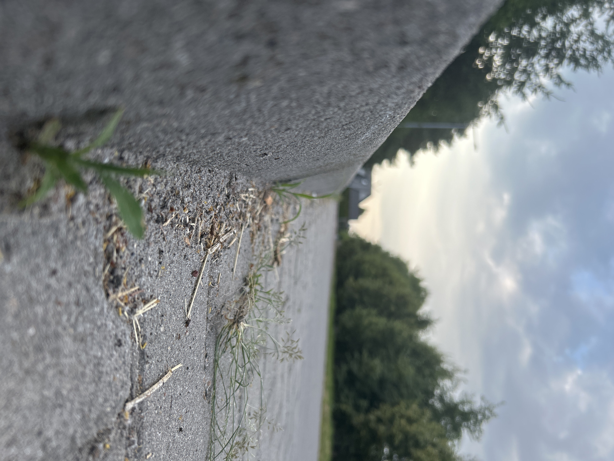 The image is a close-up, low-angle shot of a concrete curb alongside a paved road. Small green shoots of grass are growing in the gravel and dirt at the base of the curb and on the roadside. Dry grass and small twigs are scattered on the ground. In the background, a line of trees forms a blurred backdrop against a cloudy sky. A hint of a building or two is visible in the distance, peeking through the trees. The scene appears to be an urban or suburban environment, likely a street or pathway. The lighting suggests it is either early morning or late afternoon, with soft, diffused light. There are no people or animals visible in the image. The location is Środa Wielkopolska, Poland.