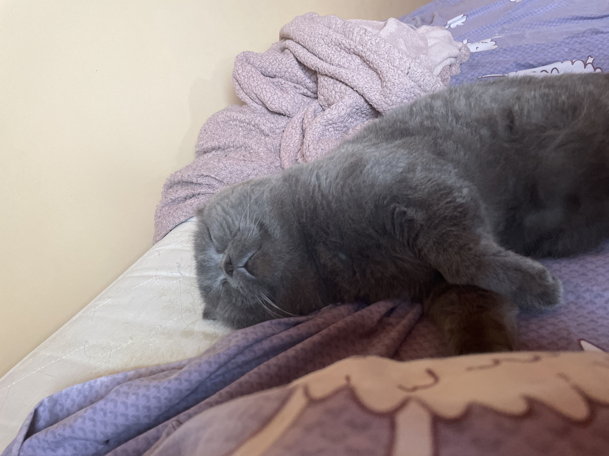 A grey cat is sleeping on a bed with a light purple sheet, next to a light purple blanket. The cat is lying on its side with its head resting on the sheet. The wall behind the bed is a light beige color.