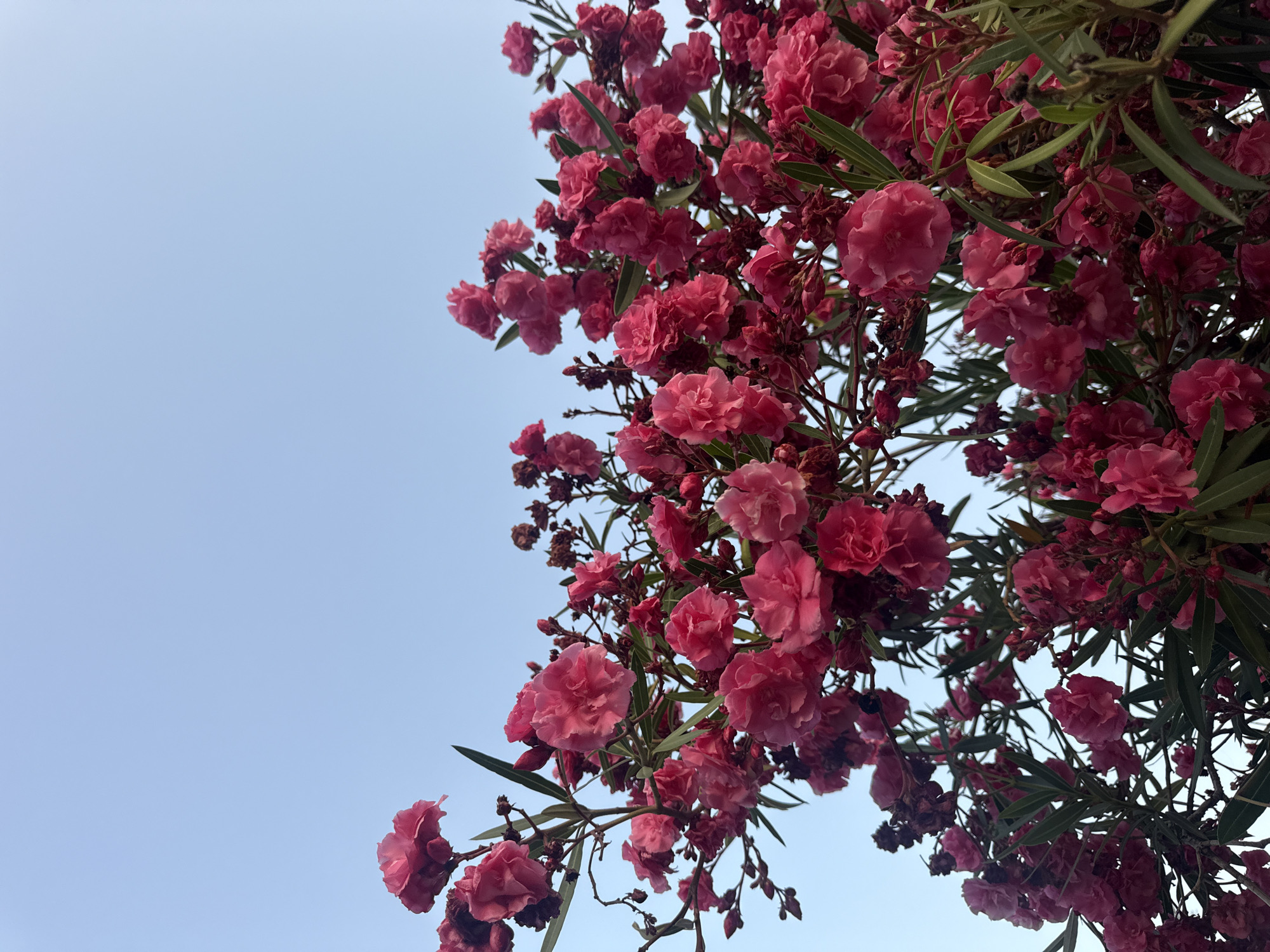A close-up, low-angle shot captures a cluster of vibrant pink oleander flowers against a clear, pale blue sky. The flowers are in full bloom, with many petals on each blossom, creating a lush and abundant appearance. Some of the flowers appear to be in various stages of opening, with buds also visible. The leaves of the oleander plant are dark green and narrow, providing a contrasting backdrop to the pink blooms. The overall impression is one of natural beauty and the vibrant colors of a blooming plant under an open sky, potentially in Fethiye, Turkey, a region known for its beautiful flora.