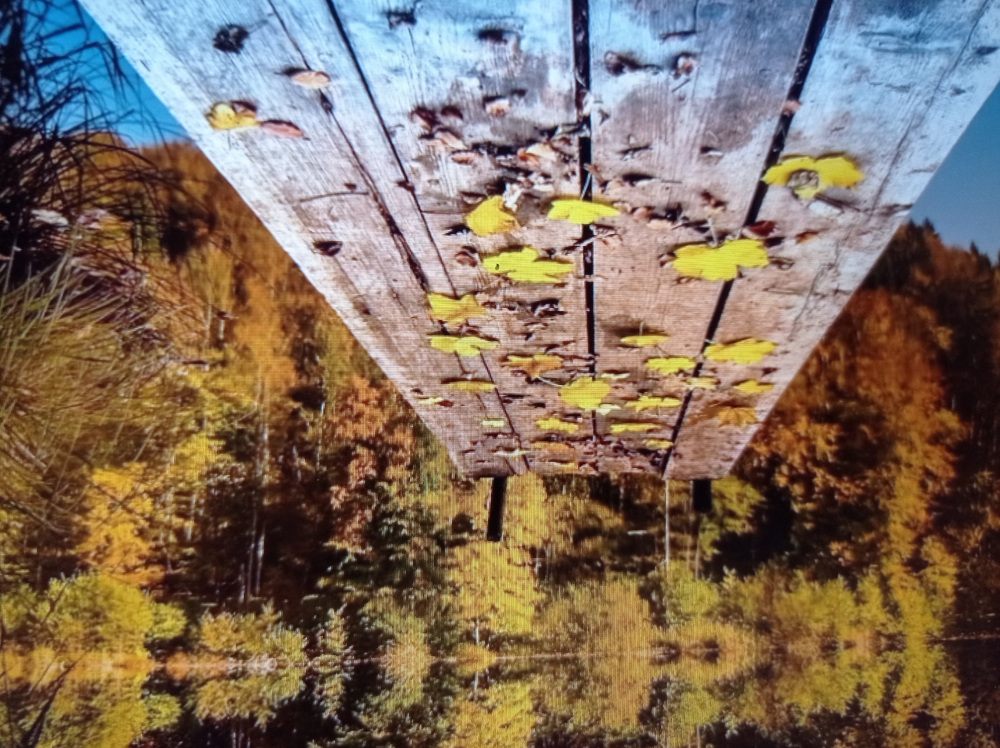 The image depicts a wooden pier extending into a calm body of water. The pier is weathered and covered with fallen autumn leaves, predominantly yellow and brown. The surrounding environment is a forest in autumn, with trees displaying vibrant yellow, orange, and brown foliage. The trees are reflected in the still water, creating a mirrored image of the forest. The sky is not visible. The scene is tranquil and evokes a sense of the changing seasons. There are no people or animals visible in the image. The location is the city of Mukachevo, Ukraine, a region known for its scenic natural landscapes and historical sites, particularly during the autumn months.