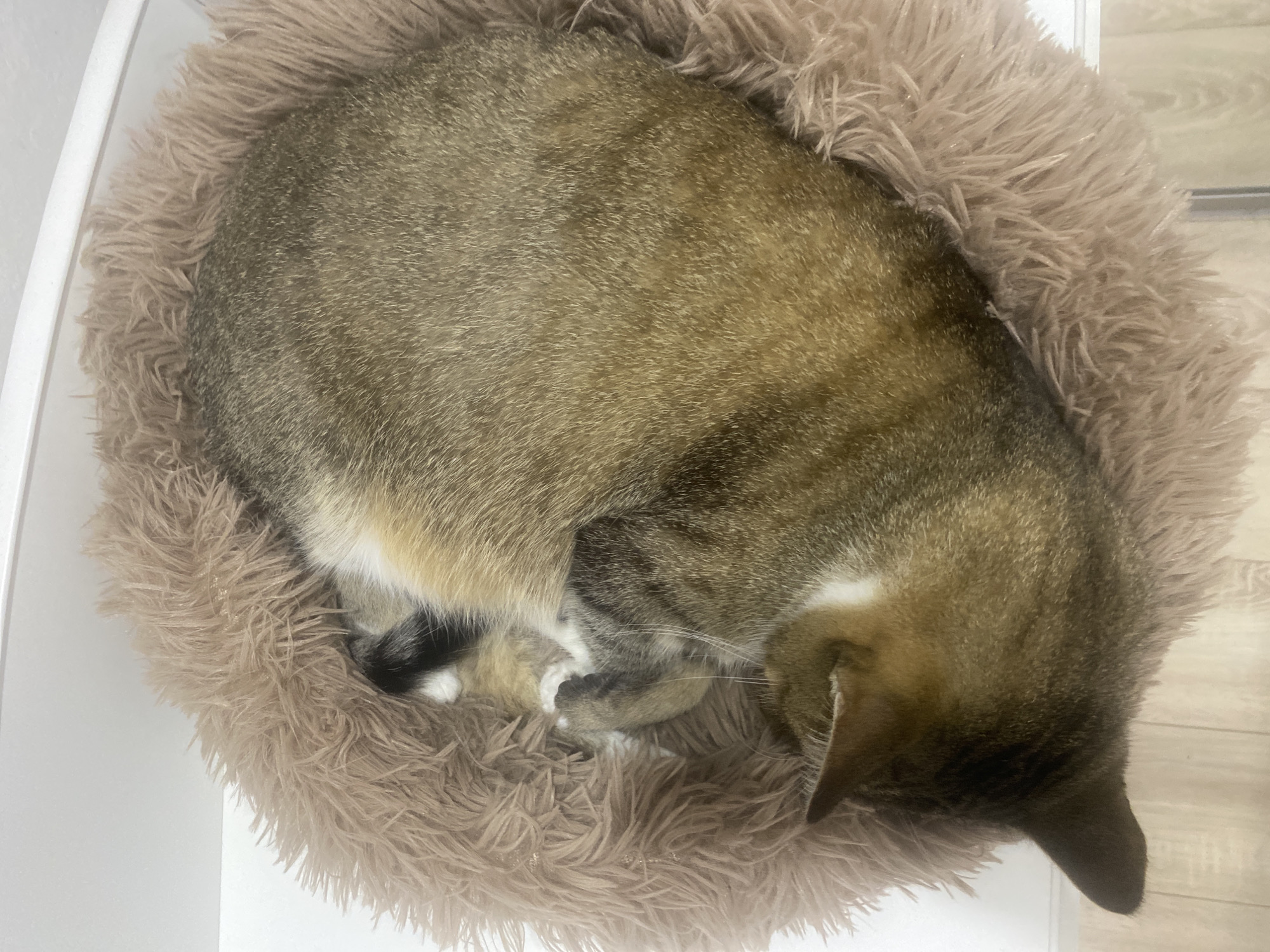 An overhead, close-up shot shows a tabby cat curled up in a fluffy, taupe-colored pet bed. The cat's body is tightly wound, with its head tucked in and its tail wrapped around its body. The cat's fur is a mix of brown, black, and white stripes. The pet bed is round and has a shaggy texture. The background is white and appears to be a wall. The scene takes place inside a building, possibly a home. No specific location in Novokuybyshevsk, Russia is identifiable from the image.