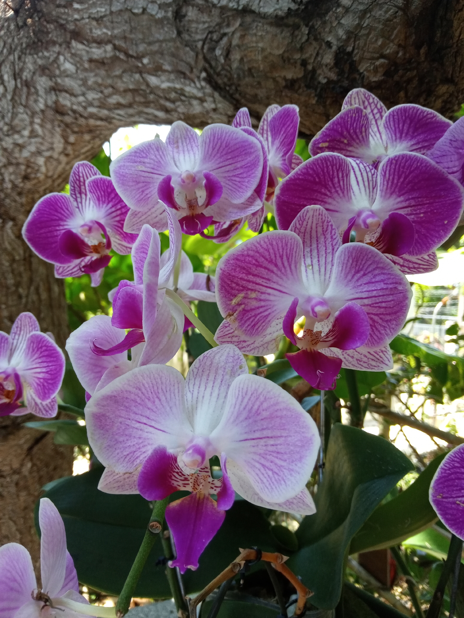 The image displays a close-up, vertical shot of a cluster of blooming Phalaenopsis orchids, located in what appears to be an outdoor setting in Nha Trang, Vietnam. The orchids feature petals predominantly white with distinct purple or magenta stripes and veins, and a solid, dark magenta labellum. Multiple individual orchid blooms are visible, with varying degrees of focus; the foreground flowers are sharp, while some in the background are slightly blurred. Behind the orchids, to the upper left and center, a section of a textured, light brown tree trunk with prominent bark patterns is visible. Green foliage from other plants or the orchid's own leaves can be seen in the lower and mid-right background, with dappled sunlight creating bright, out-of-focus highlights. No human figures or discernible actions are present.