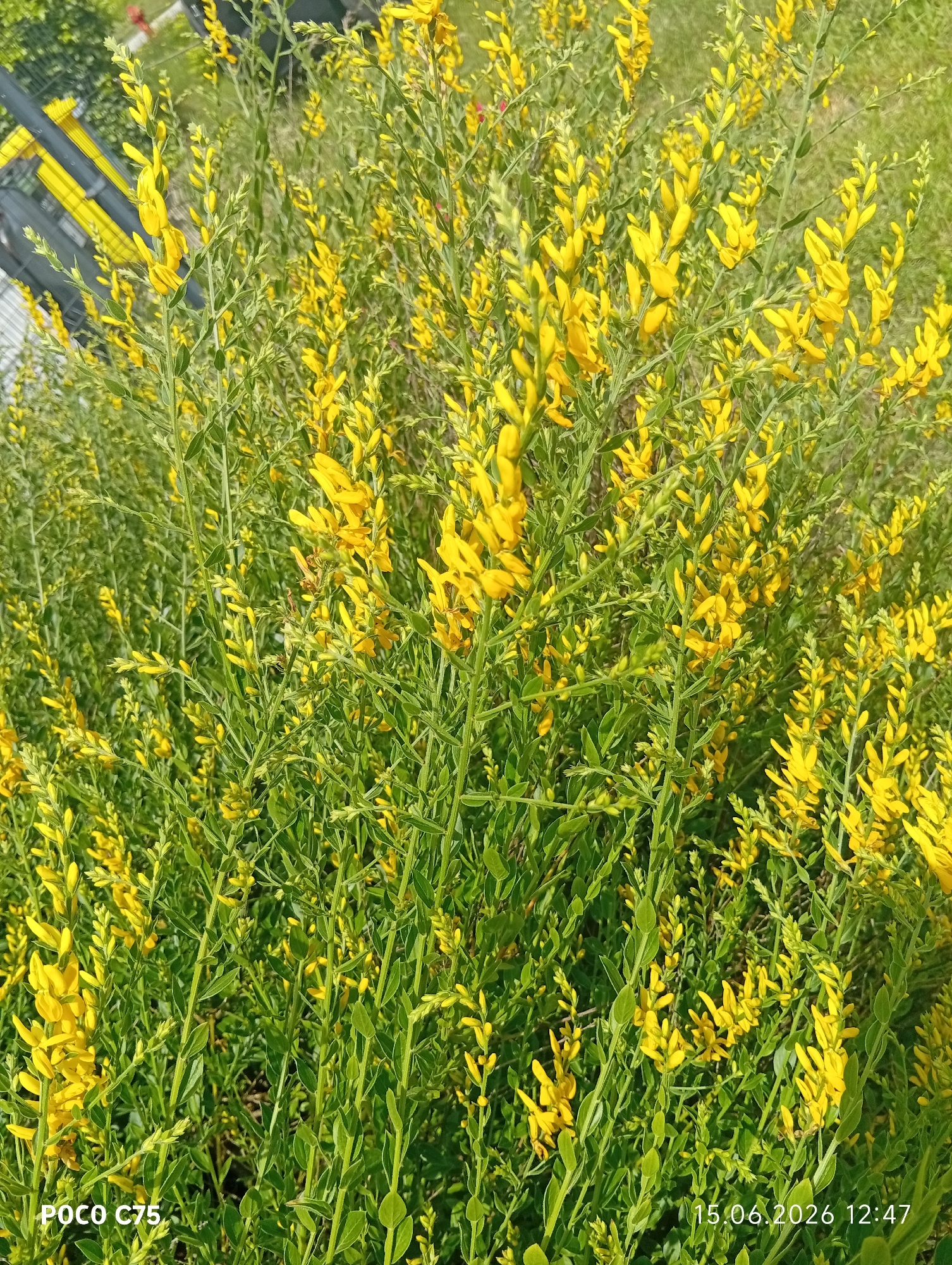 The image shows a close-up of a dense bush with numerous small, bright yellow flowers and green leaves. The flowers are clustered along the stems, giving the bush a vibrant appearance. The background is blurred, but appears to be a grassy area with hints of a fence and some yellow structures in the upper left corner. The lighting suggests it is daytime, with the sun illuminating the flowers. In the lower left corner of the image, text reads "POCO C75", and in the lower right corner, text reads "15.06.2026 12:47". There are no people visible in the image. The scene is static and depicts a natural element within an urban or suburban setting, potentially a park, garden, or roadside in Wrocław, Poland, given the presence of the timestamp indicating a date in the near future.