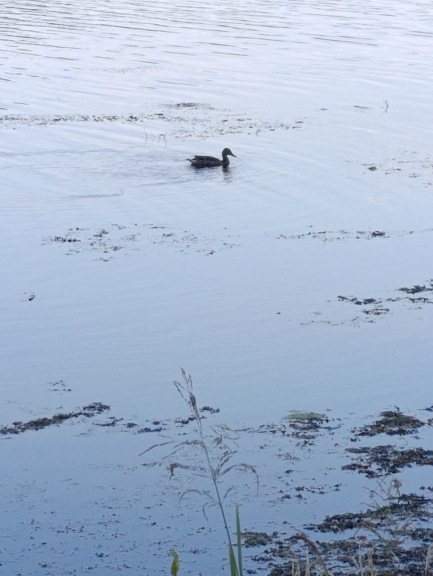 An overhead shot captures a single dark brown duck swimming in calm, pale blue water. The water is disturbed by ripples from the duck's movement, with patches of dark, wet vegetation floating on the surface and along the shoreline in the foreground. Tall, thin blades of dry grass also emerge from the water in the lower right and center of the frame.