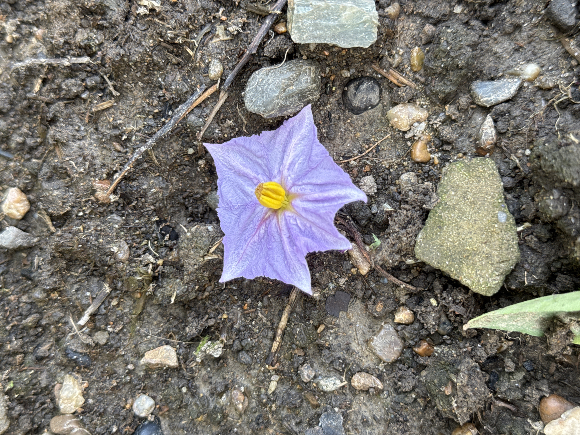The image shows a single, star-shaped, purple flower with a bright yellow center lying on dark, moist soil. The flower has five petals, each with delicate veins. The soil is a mix of dark earth, small pebbles of various colors including gray, brown, and white, and a few dry twigs and plant debris. In the foreground and background, several larger stones are visible. One stone in the lower center has a rough, greenish-yellow surface. Another elongated, light gray stone with a textured surface is to the right of the flower. The overall scene is natural and appears to be outdoors, likely in a garden or natural area. The location is identified as Мичуринское, Russia.